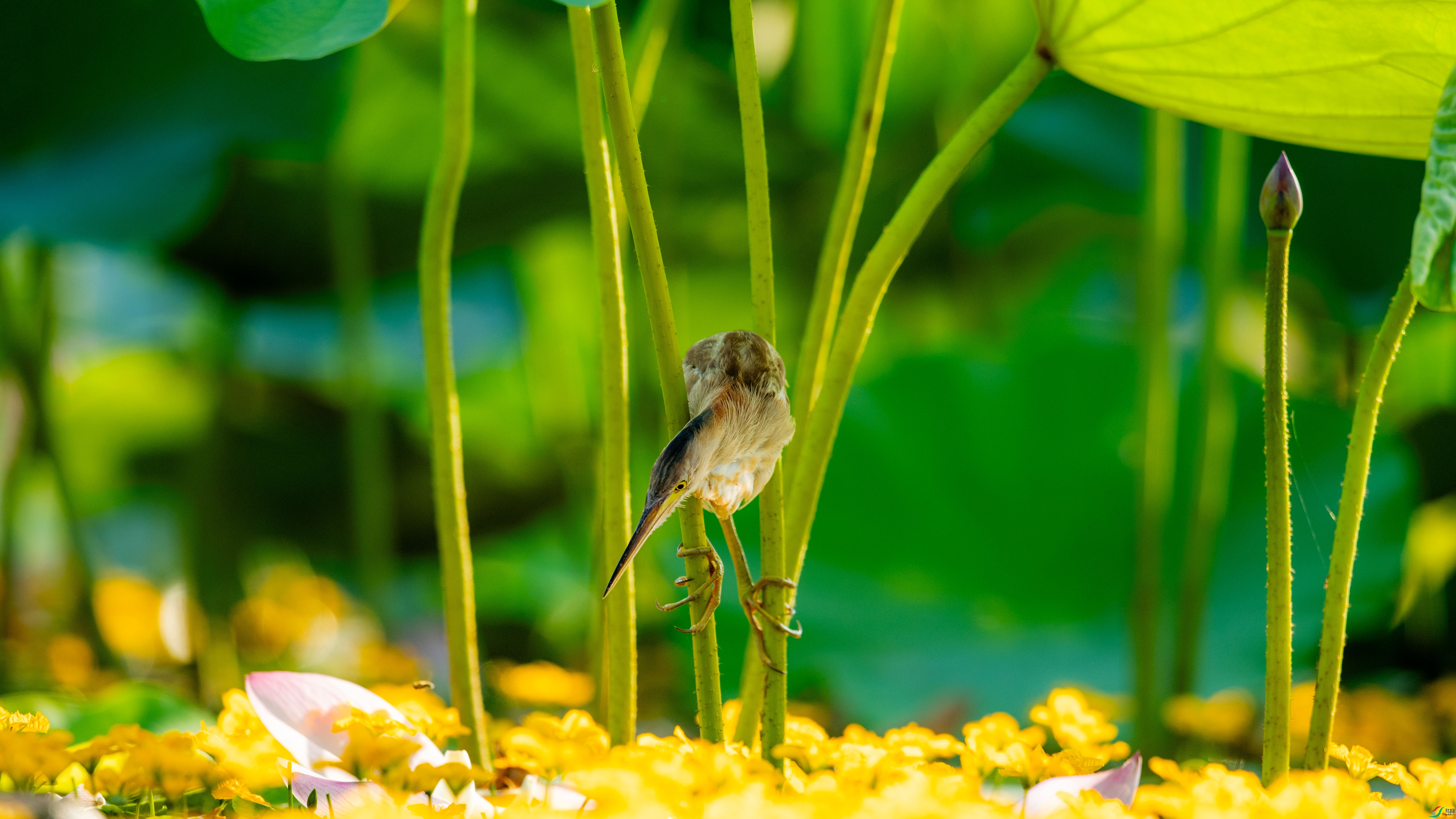 DSC_7026.jpg