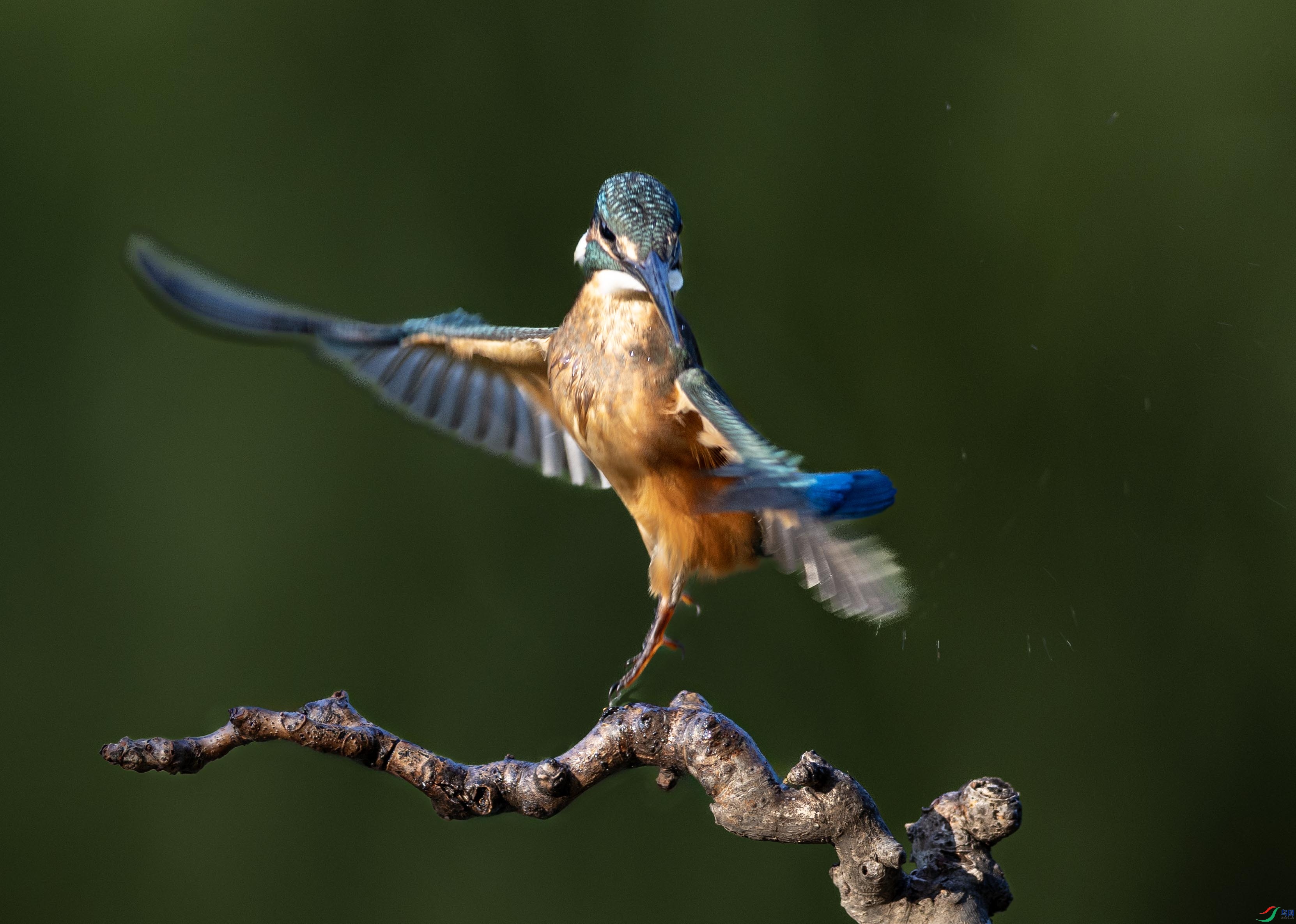 065A2471 ����=====.jpg