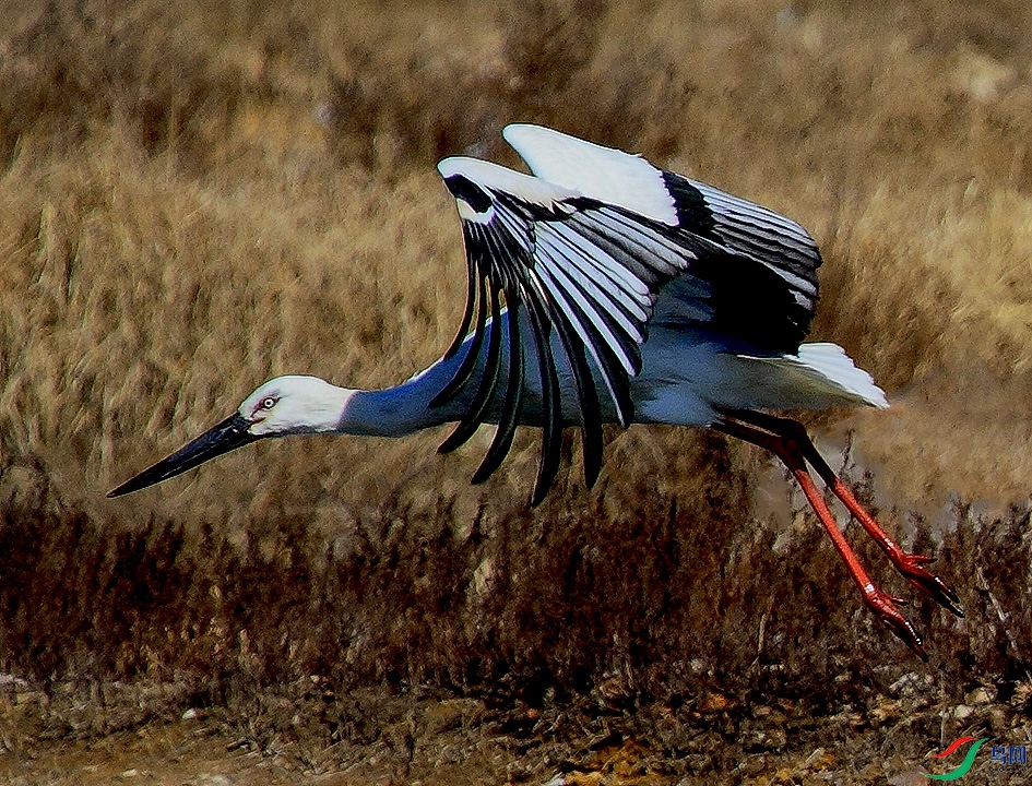 _MG_9082 ����.jpg