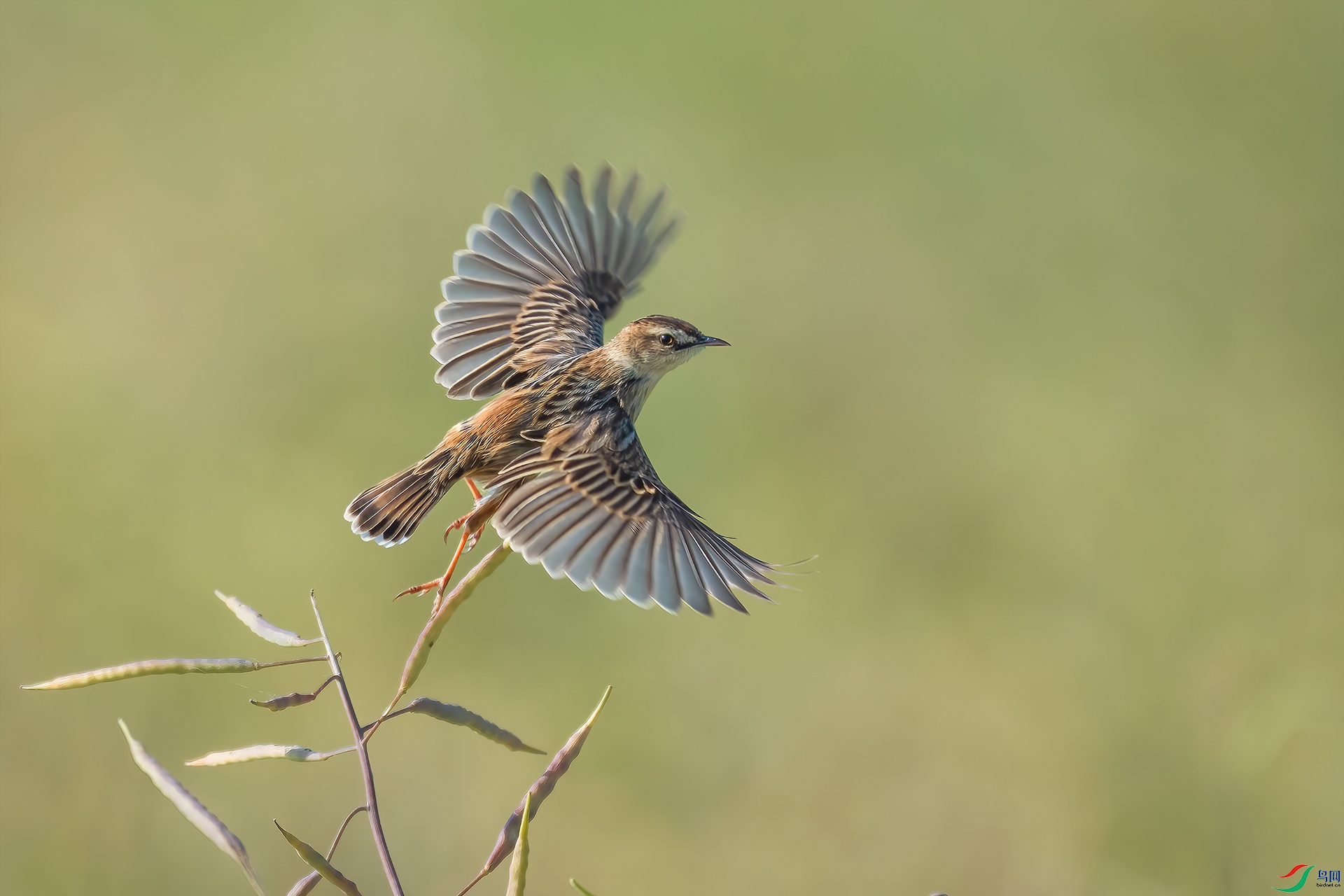 DSC_8771 ����.jpg