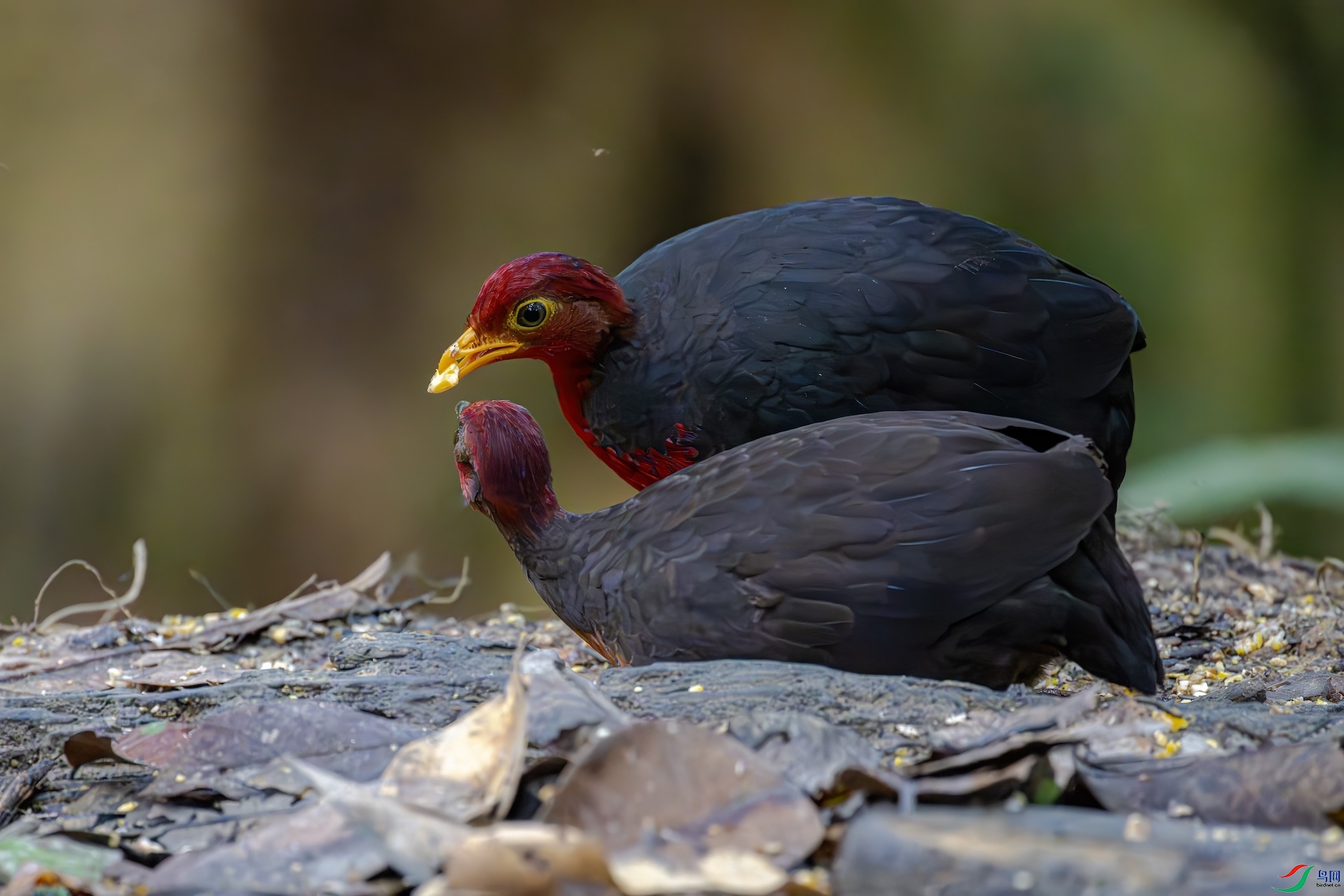 DSC_4735_����.jpg
