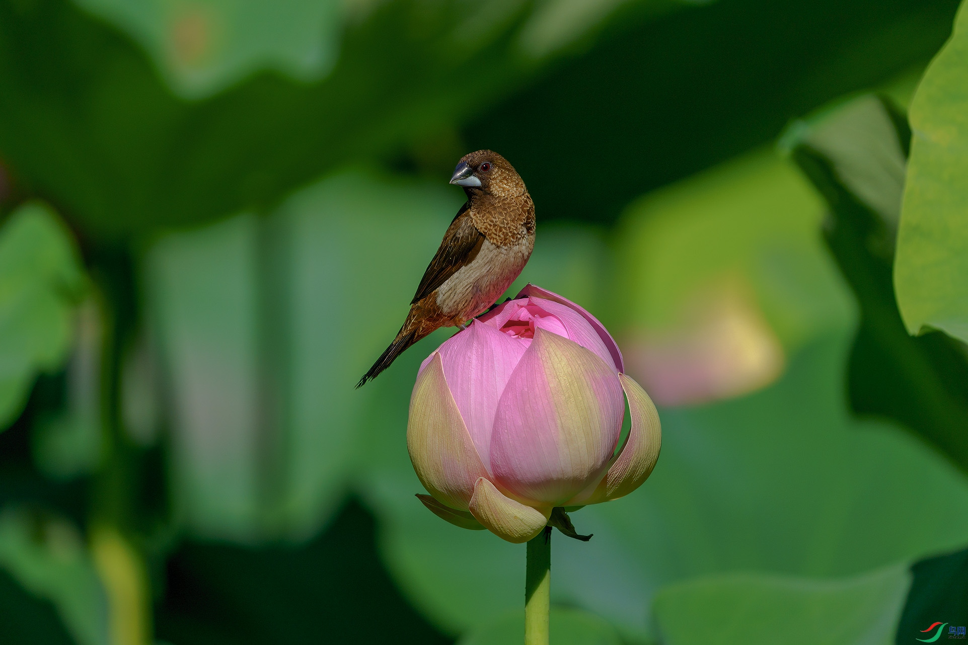DSC02177-1.jpg