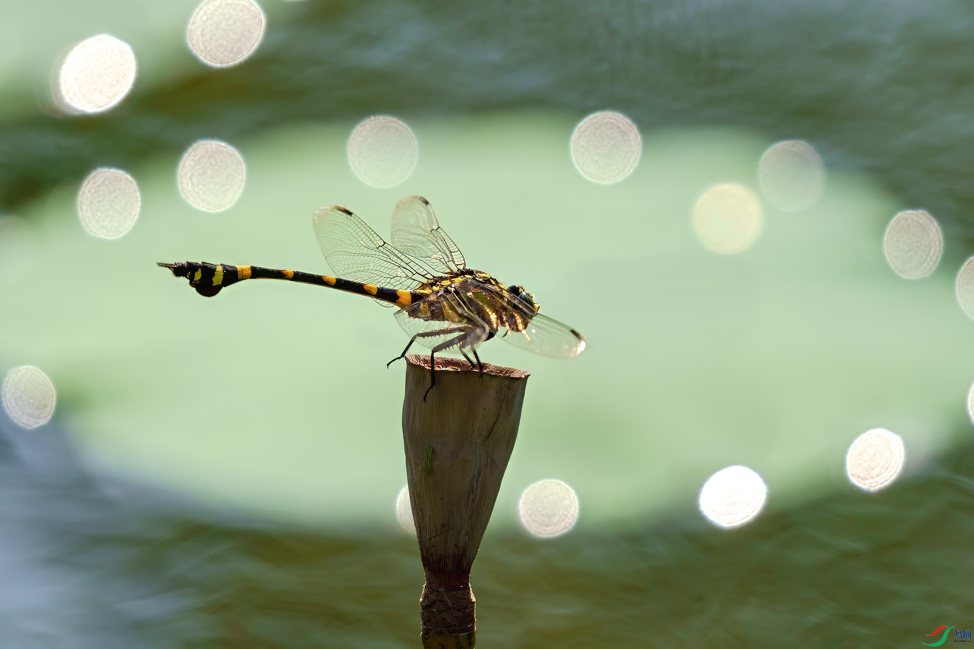 DSC02129-1.jpg