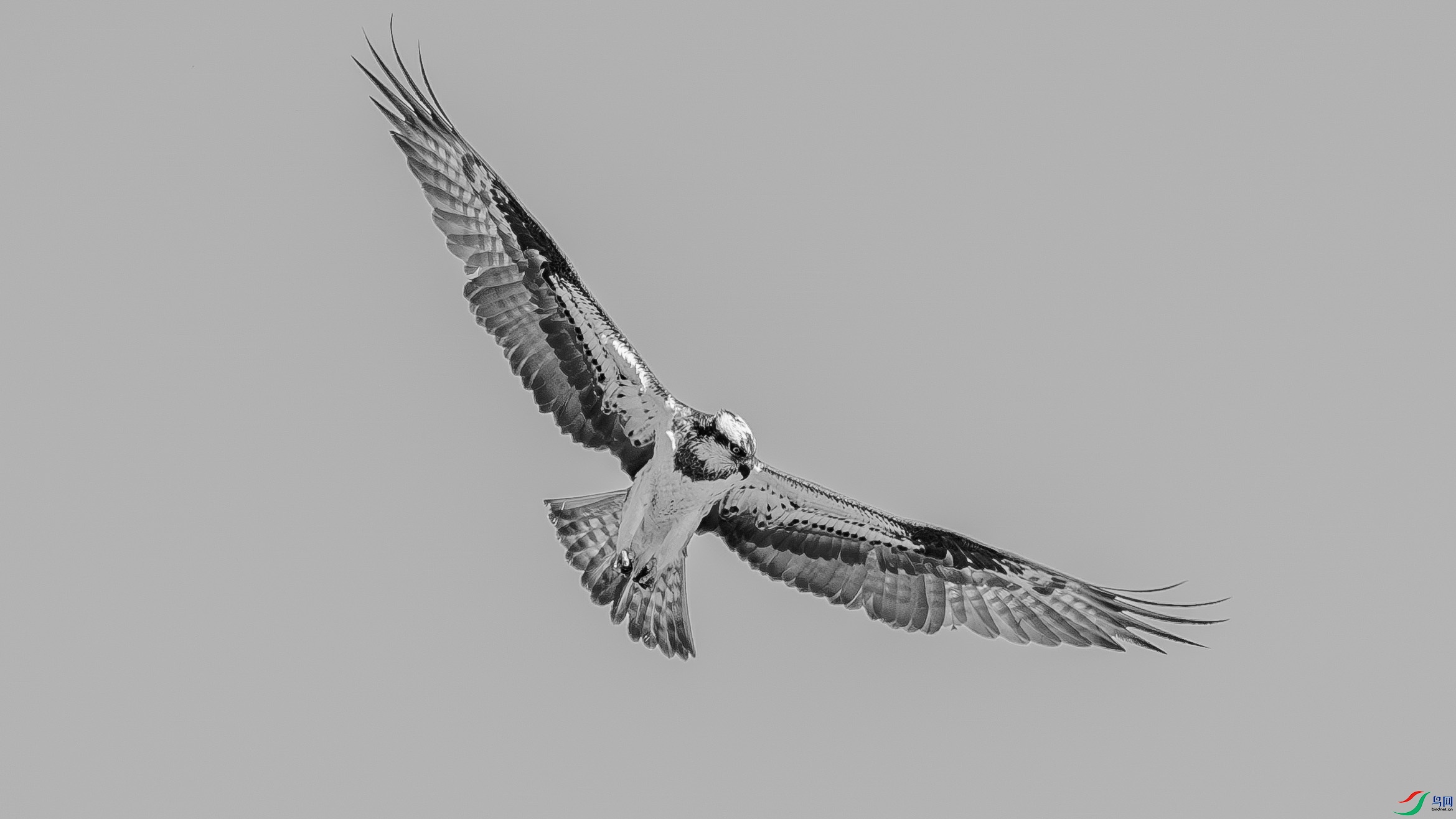 DSC00295-h.jpg