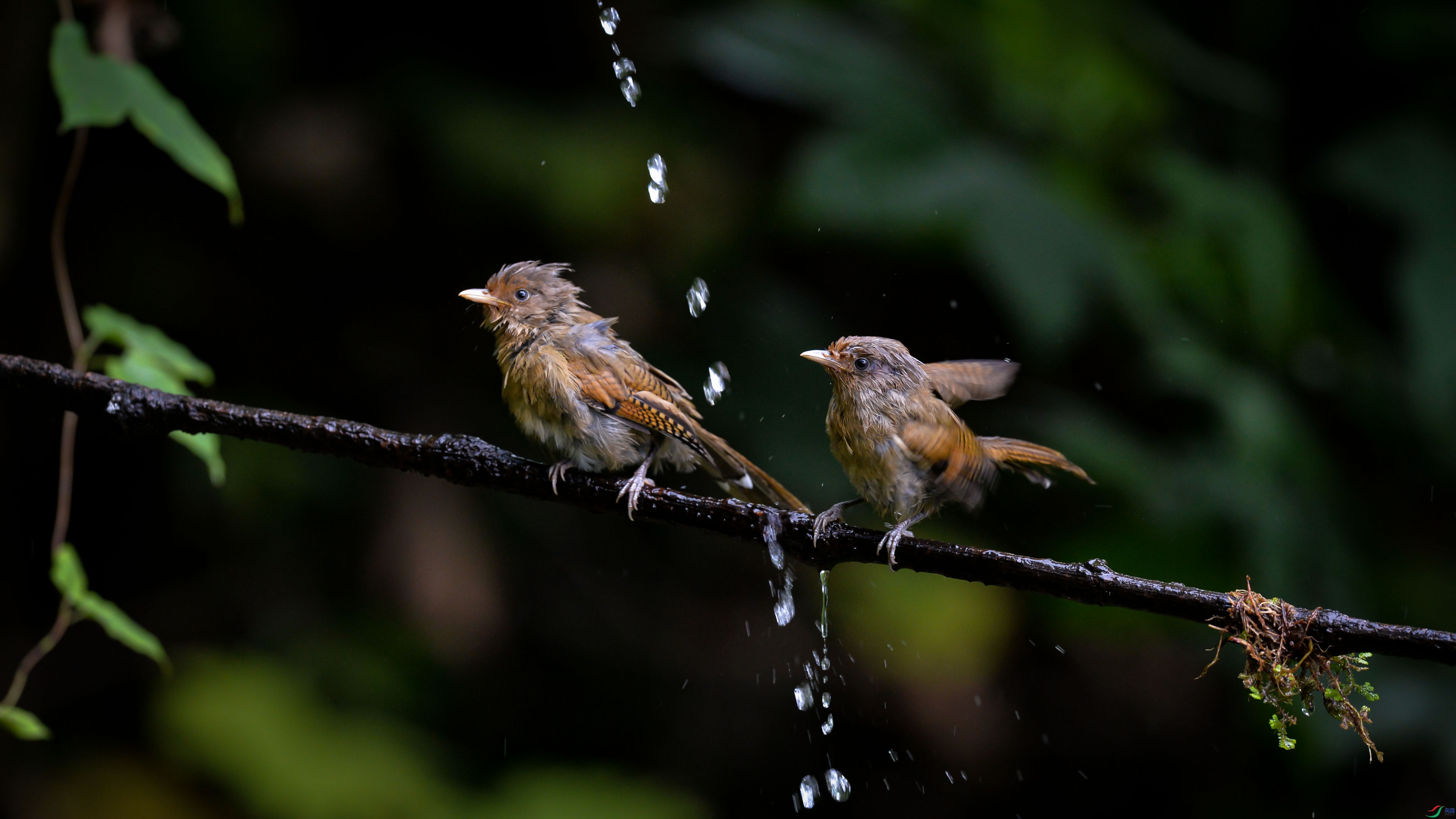 DSC_2313.jpg