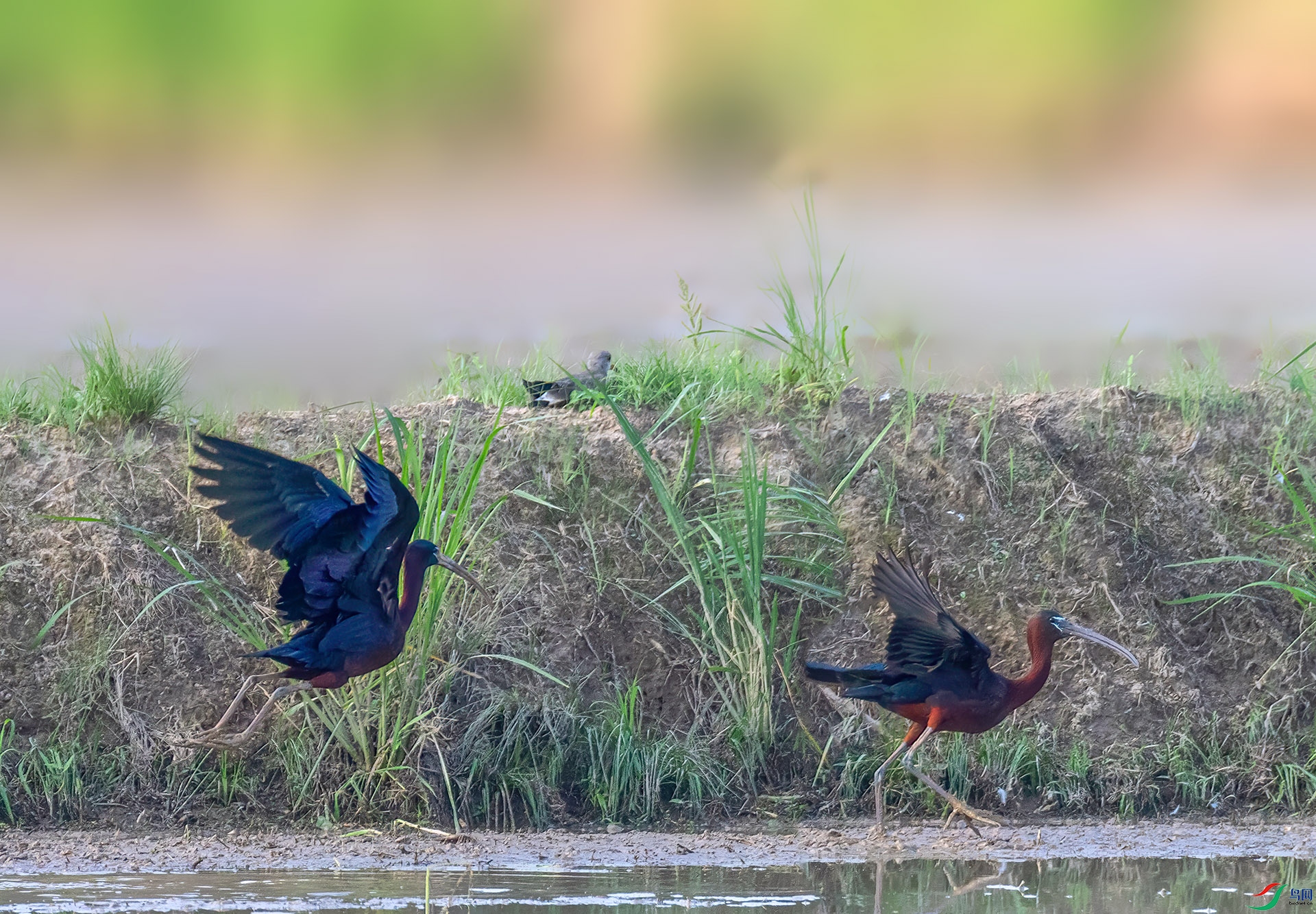 060A5689 ����-Sh----1 .jpg