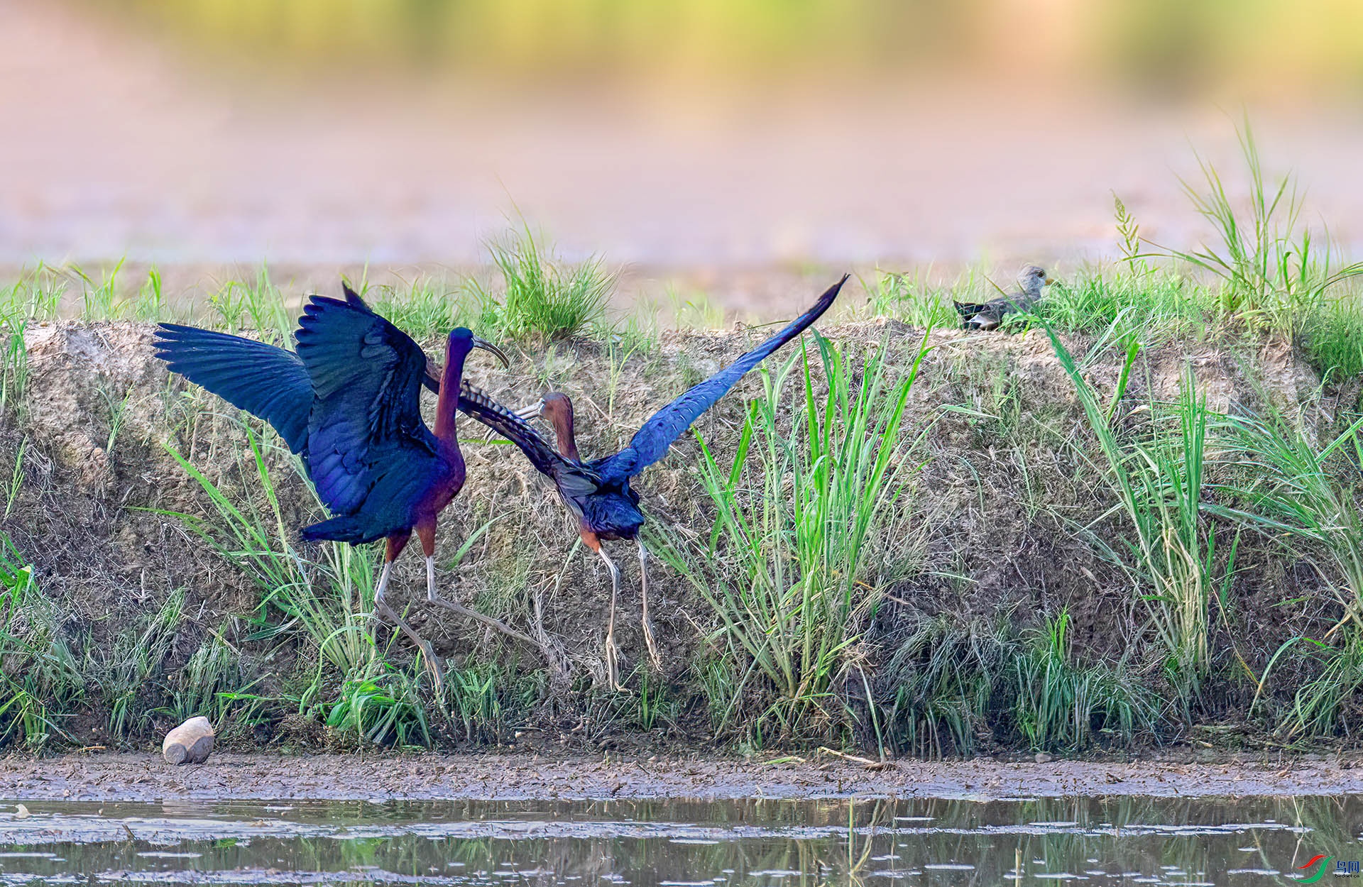 060A5650 ����-Sh---1 .jpg