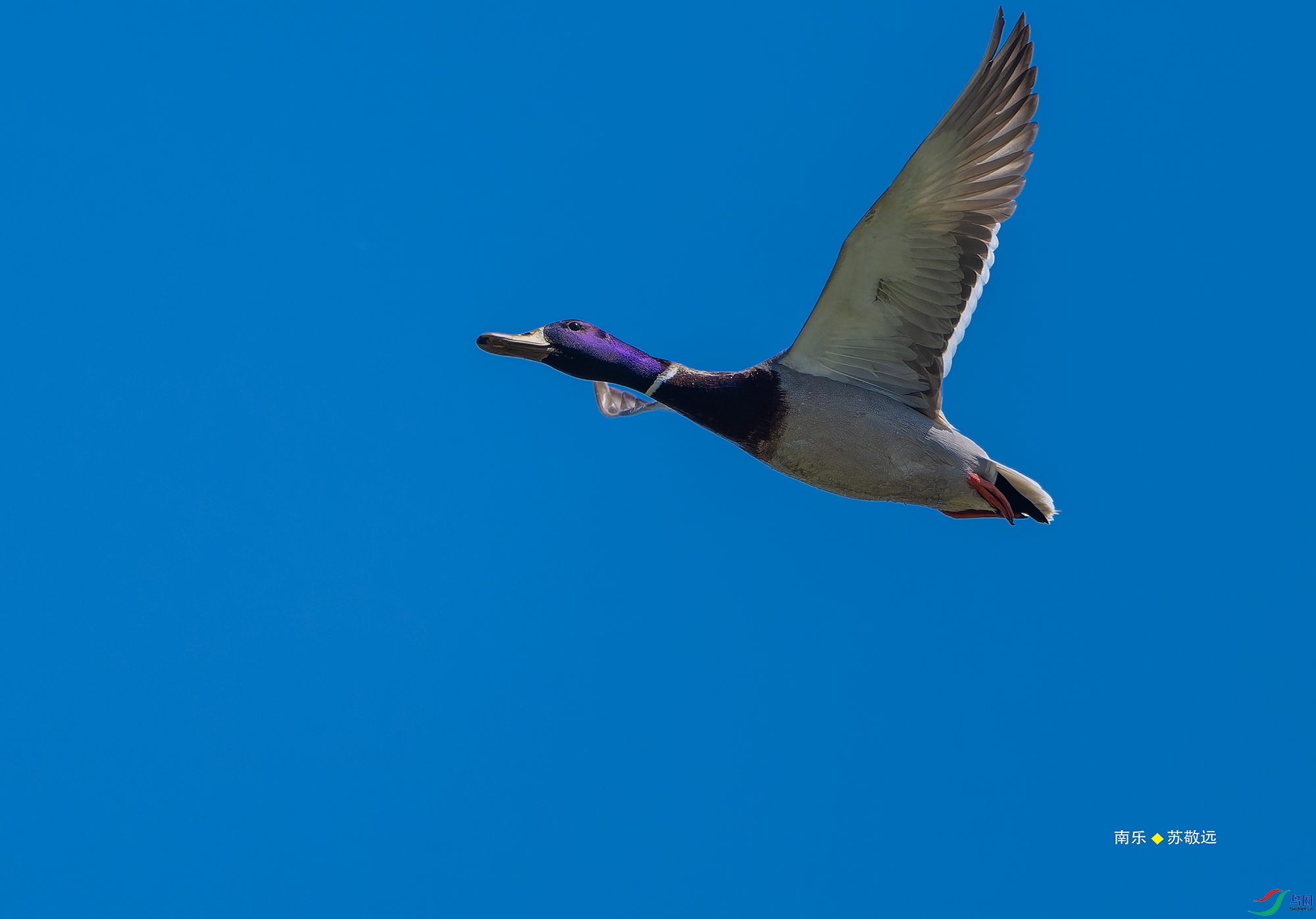 _DSC5574-NEF_DxO_С.jpg