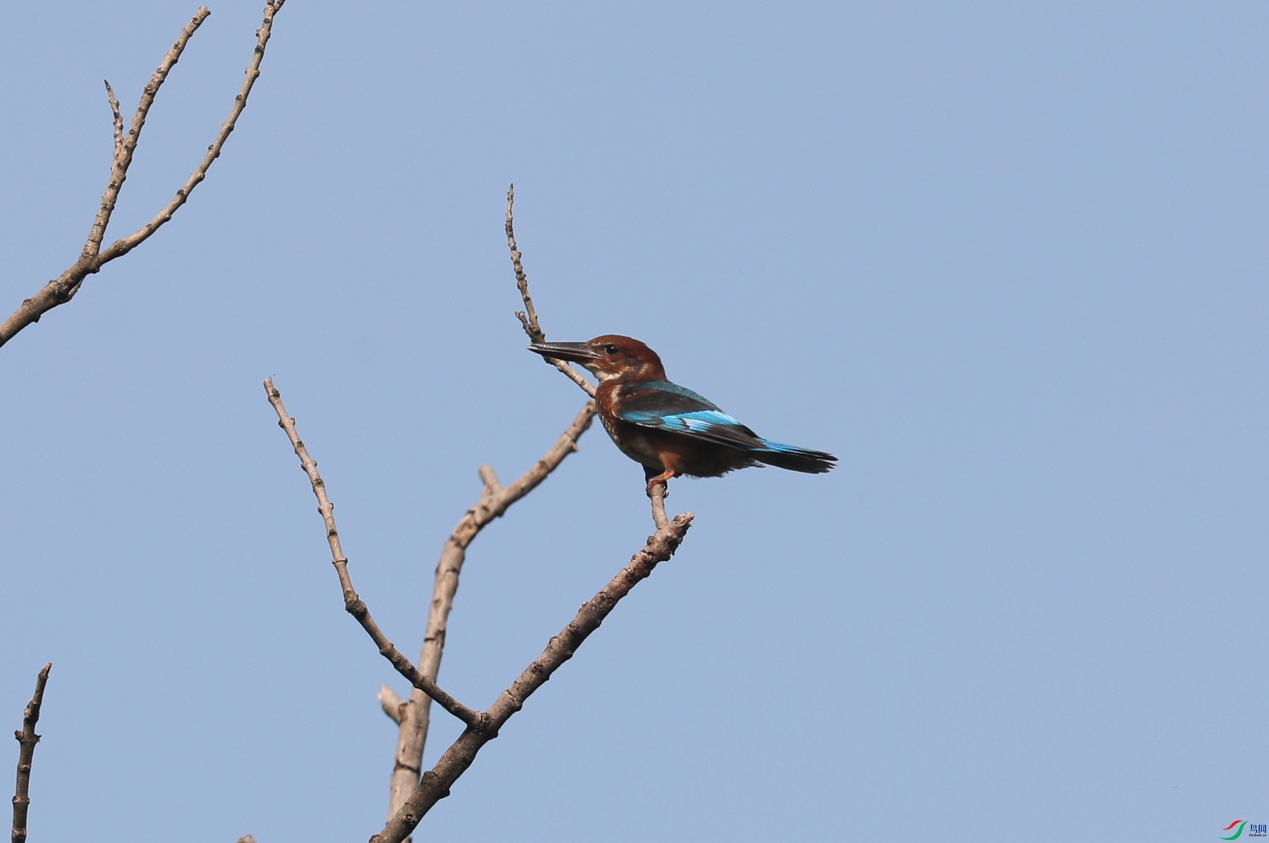 BL7A0949.JPG