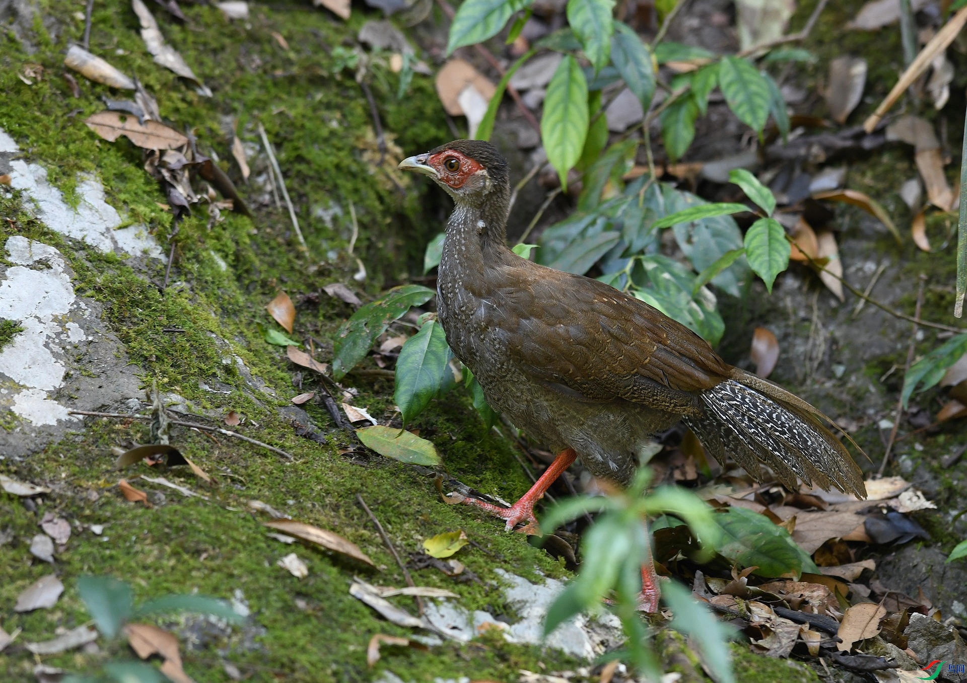 DSC_4271.jpg