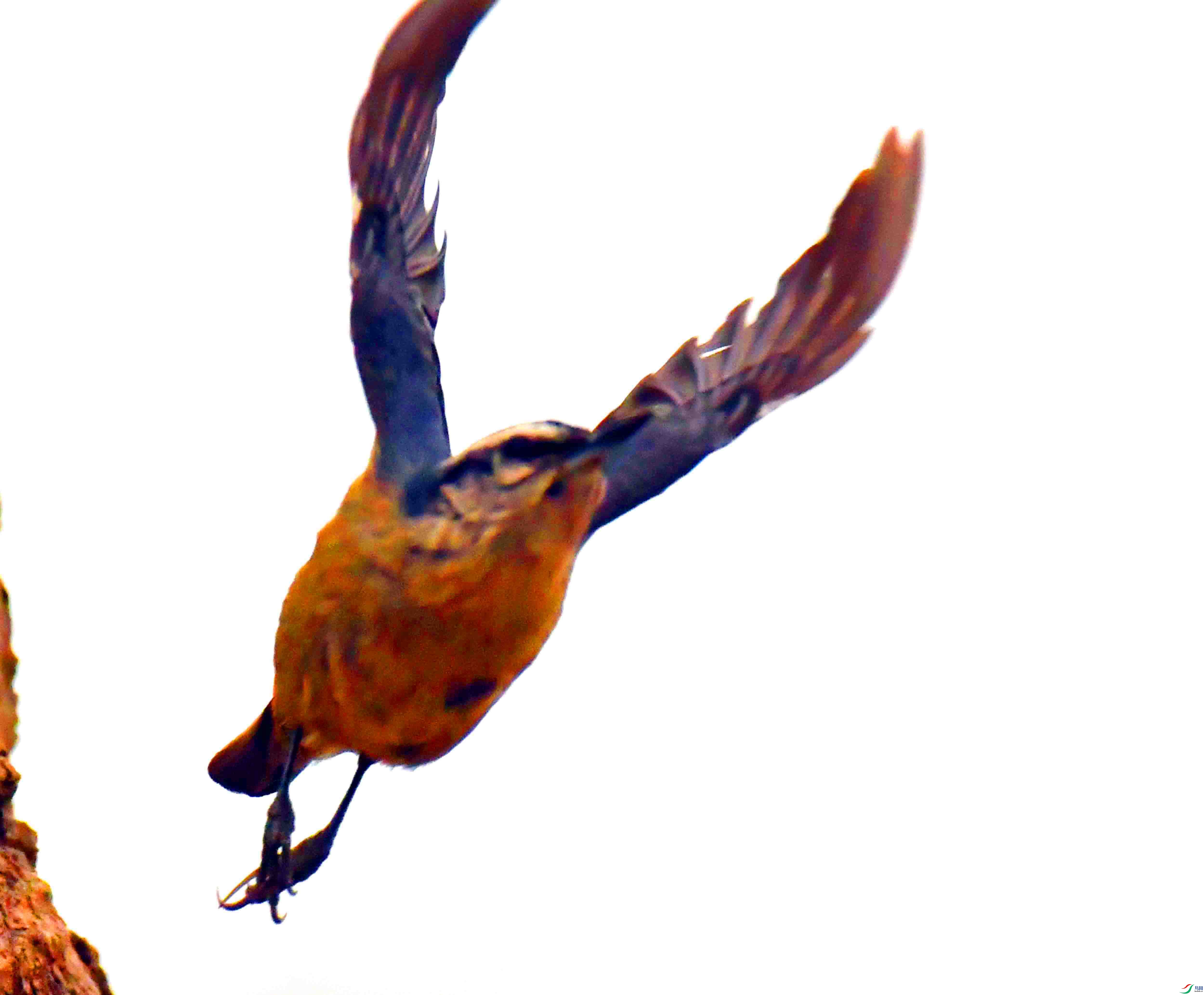 DSC_3397.JPG