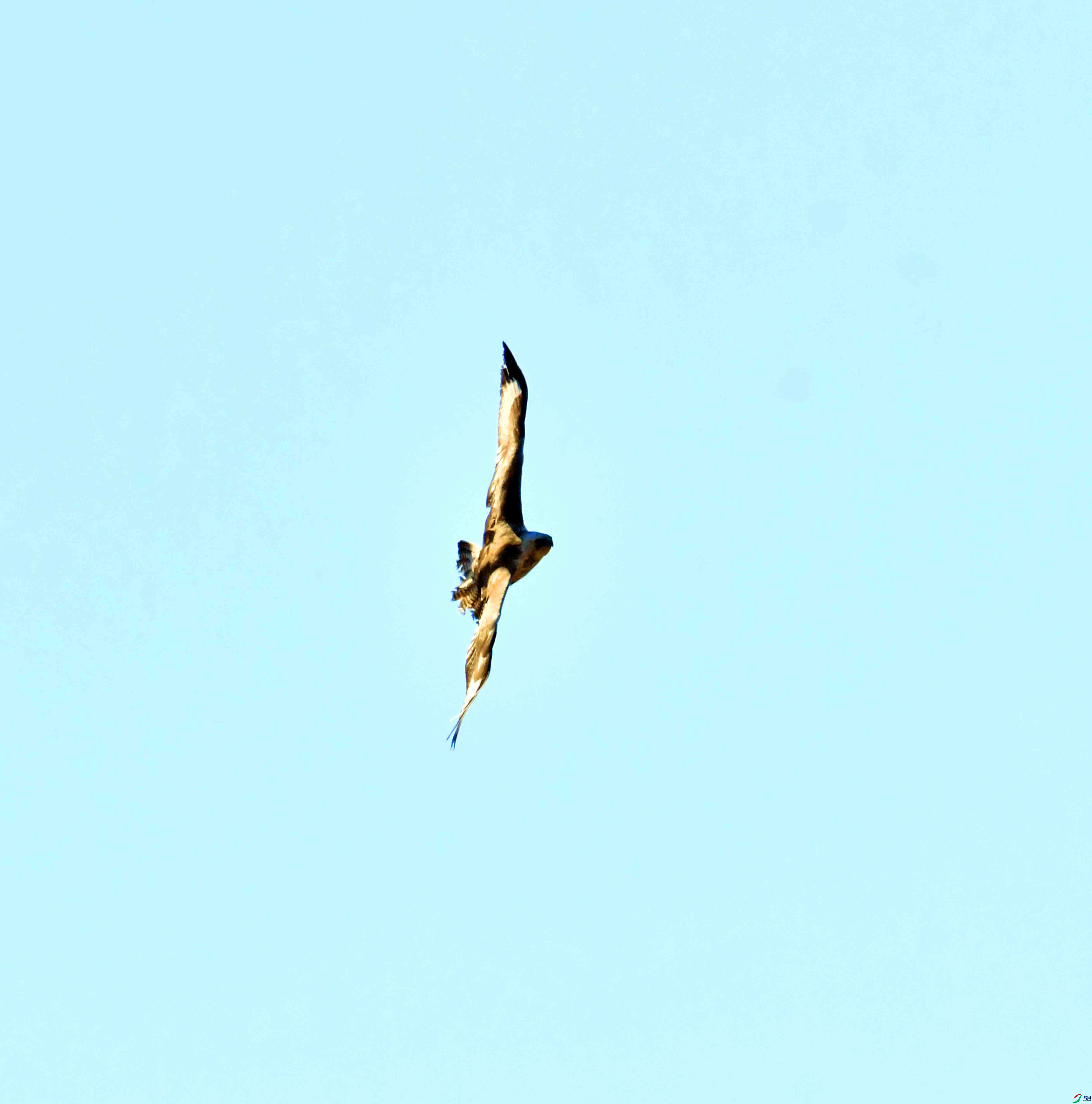 DSC_6468.JPG
