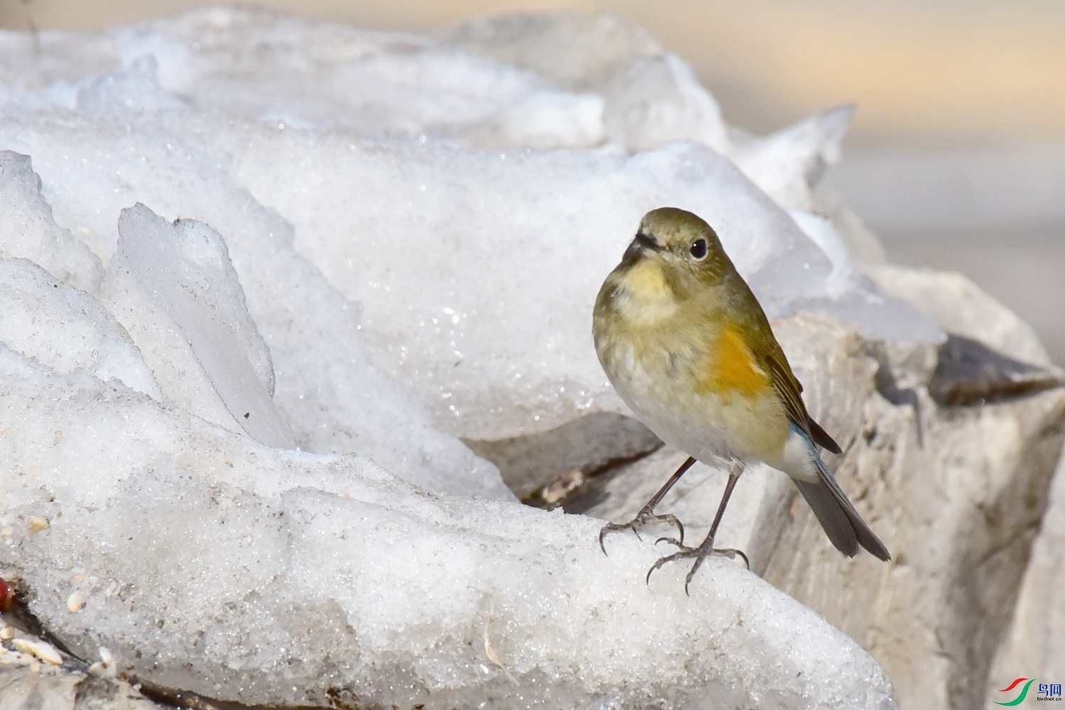 DSC_3378.JPG