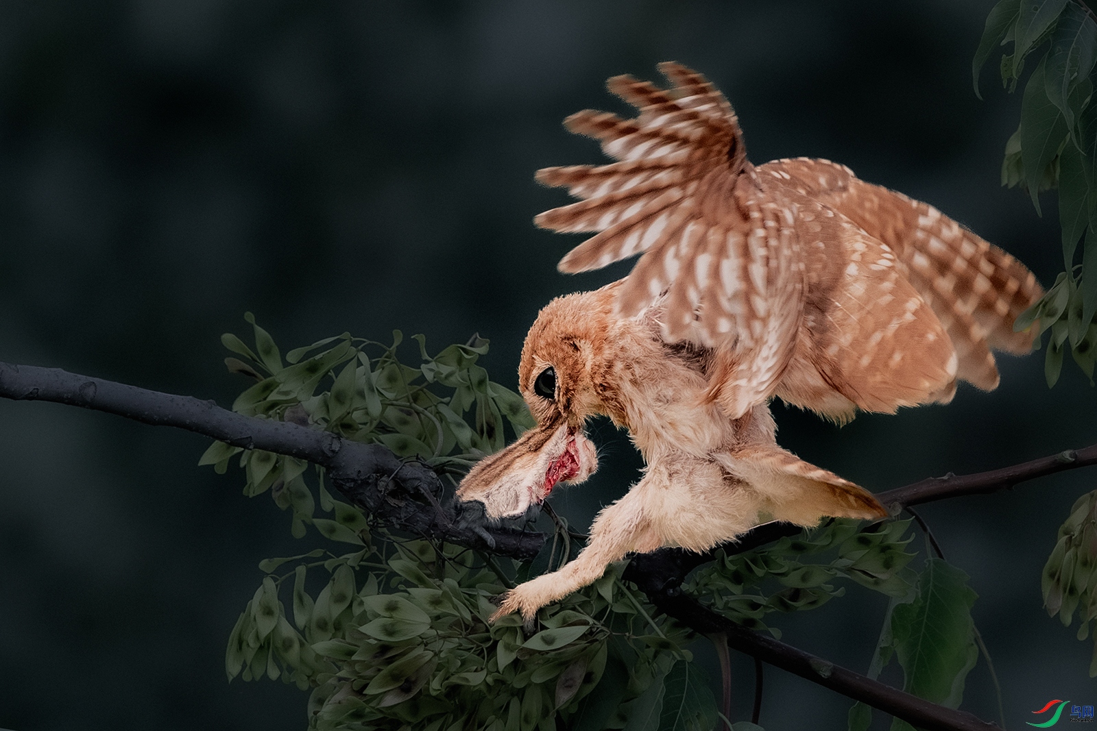 ���Ƹ�С�^----������֦��˶��