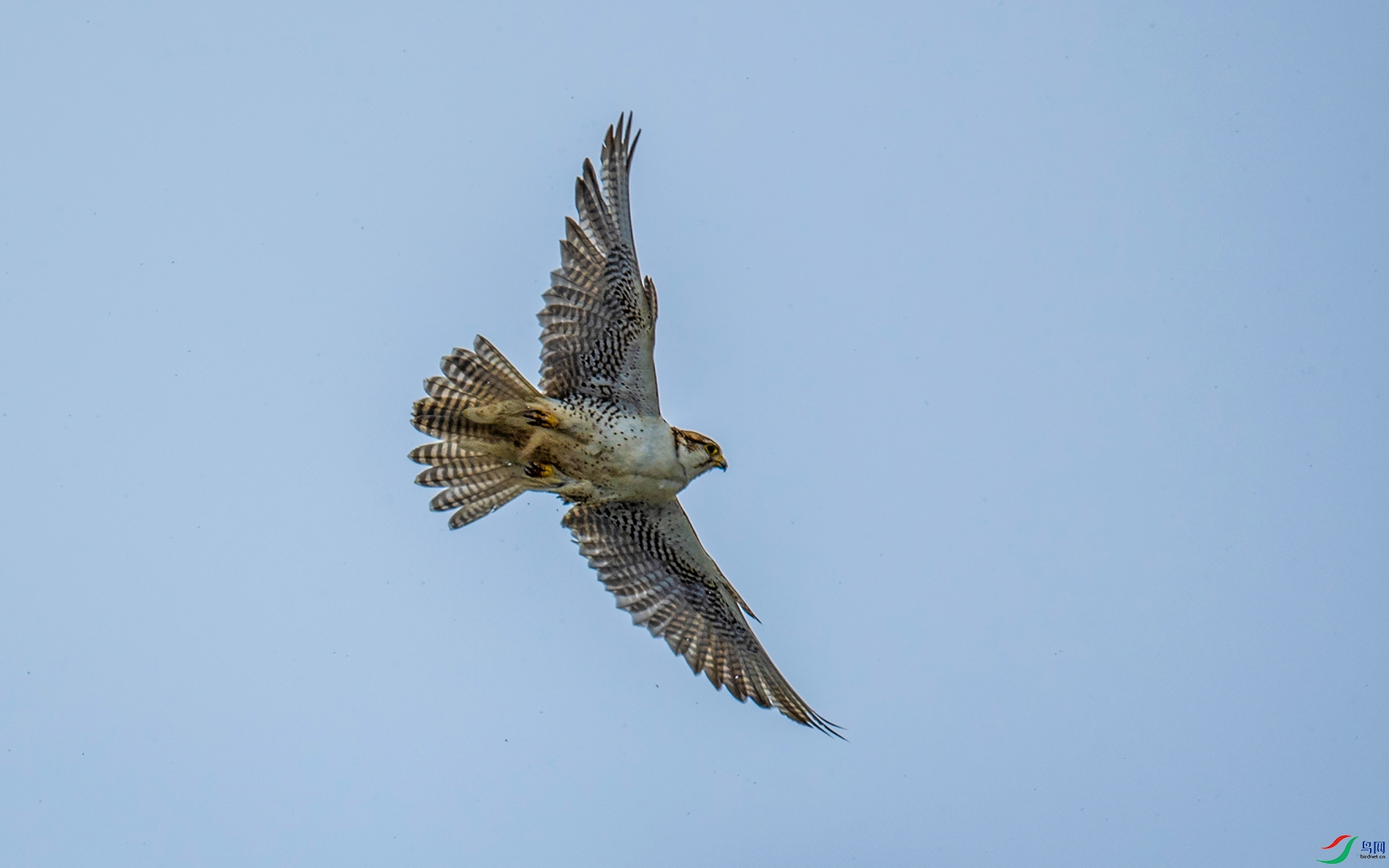 DSC_4924.jpg