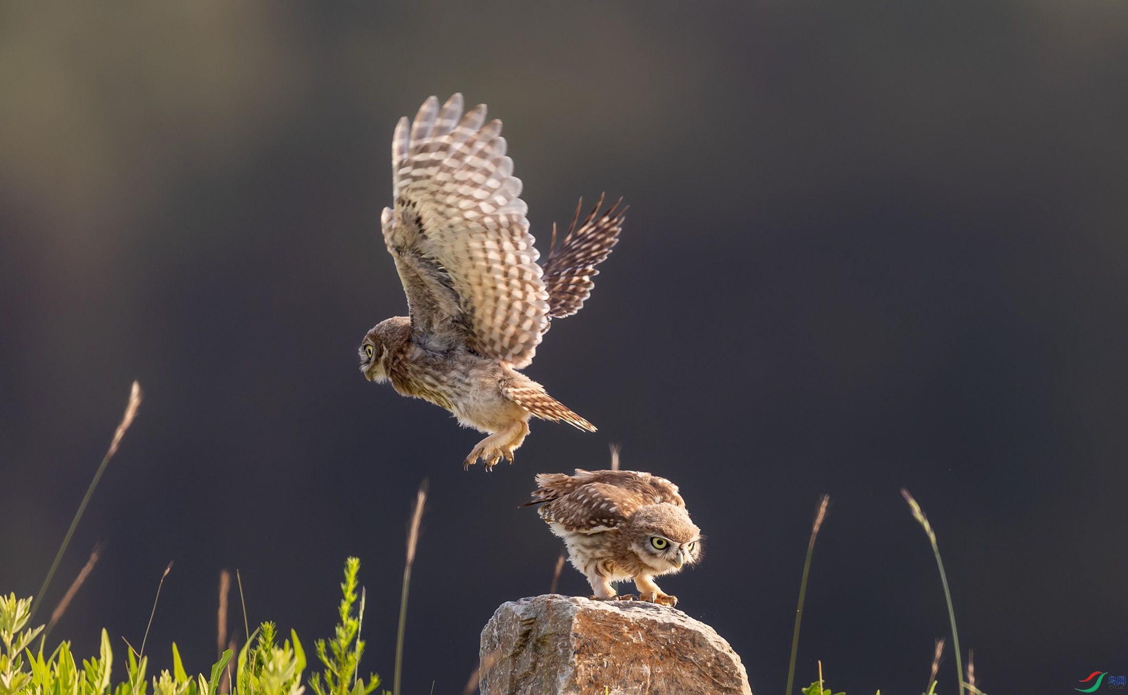 ���Ƹ�С�^