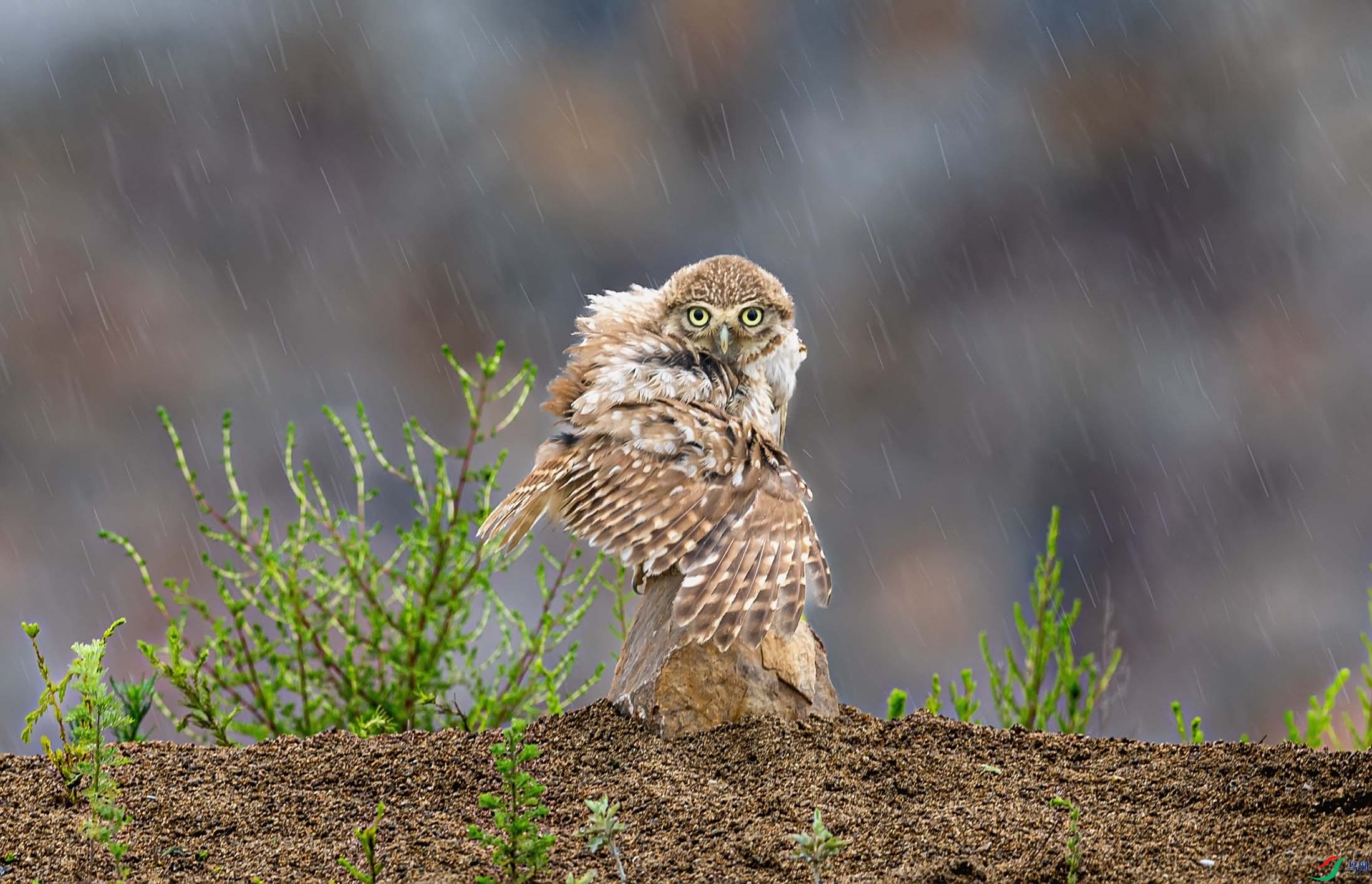 ���Ƹ�С�^