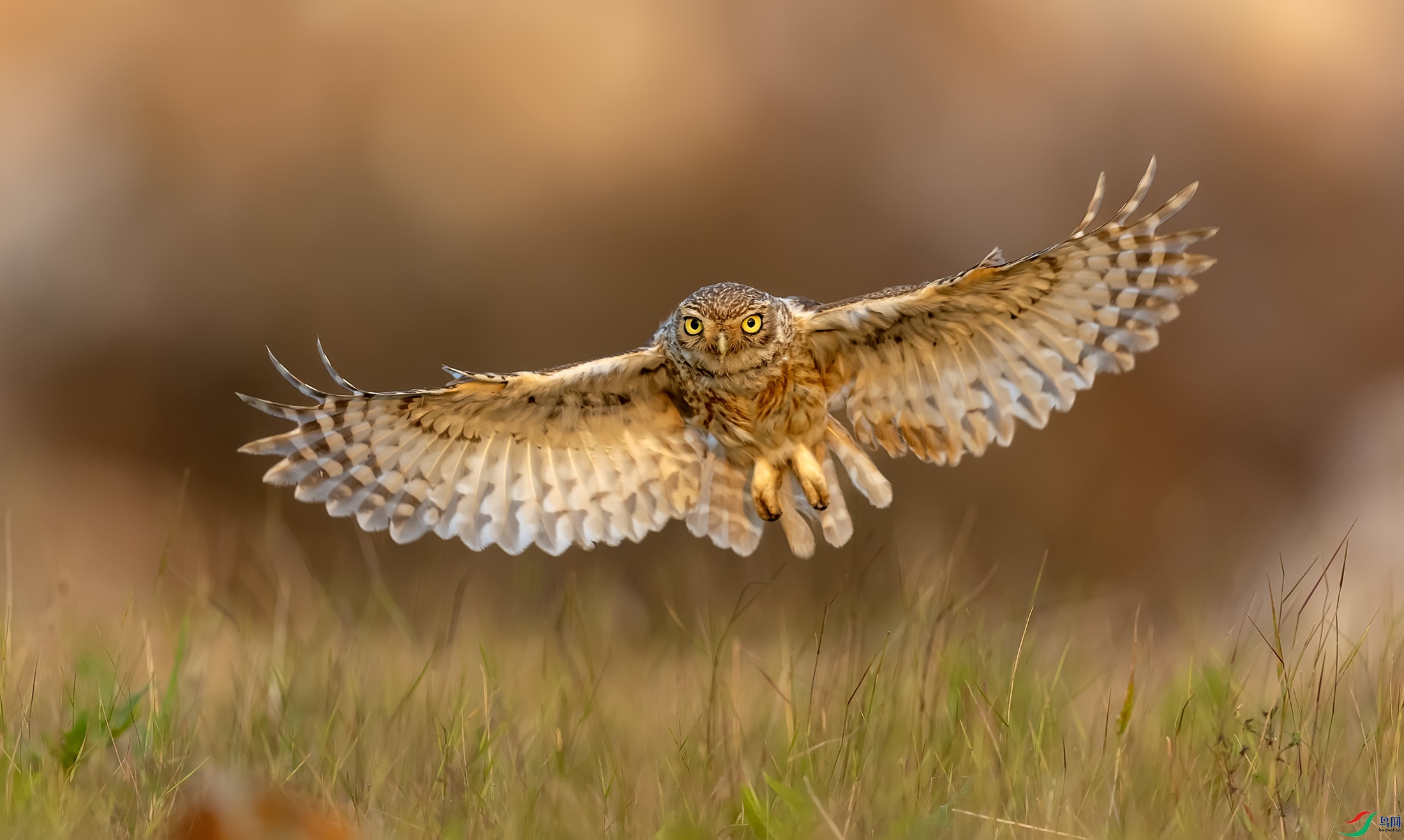 ���Ƹ�С�^