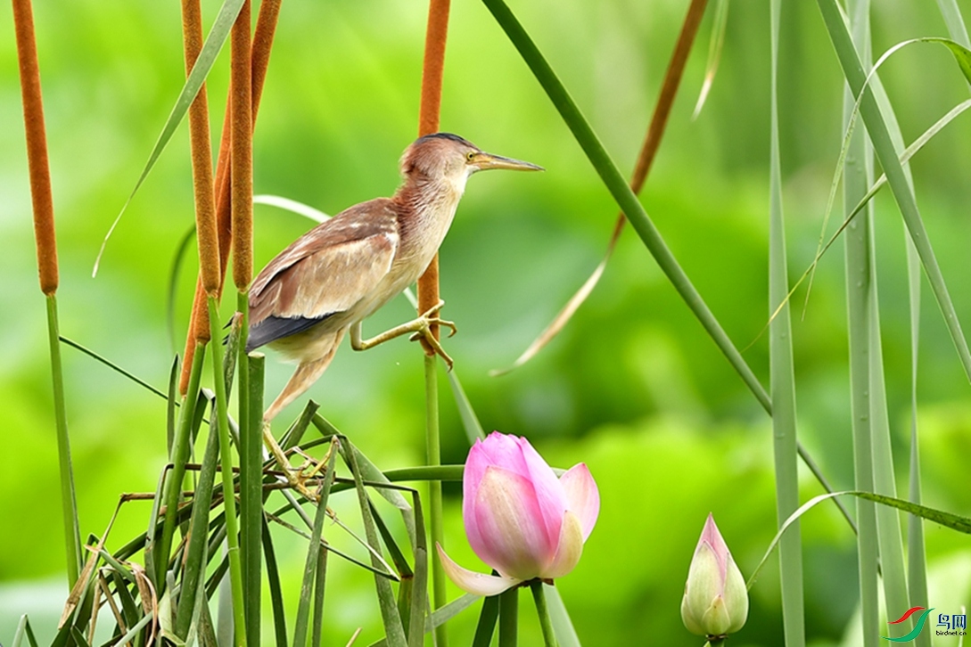 �������š�