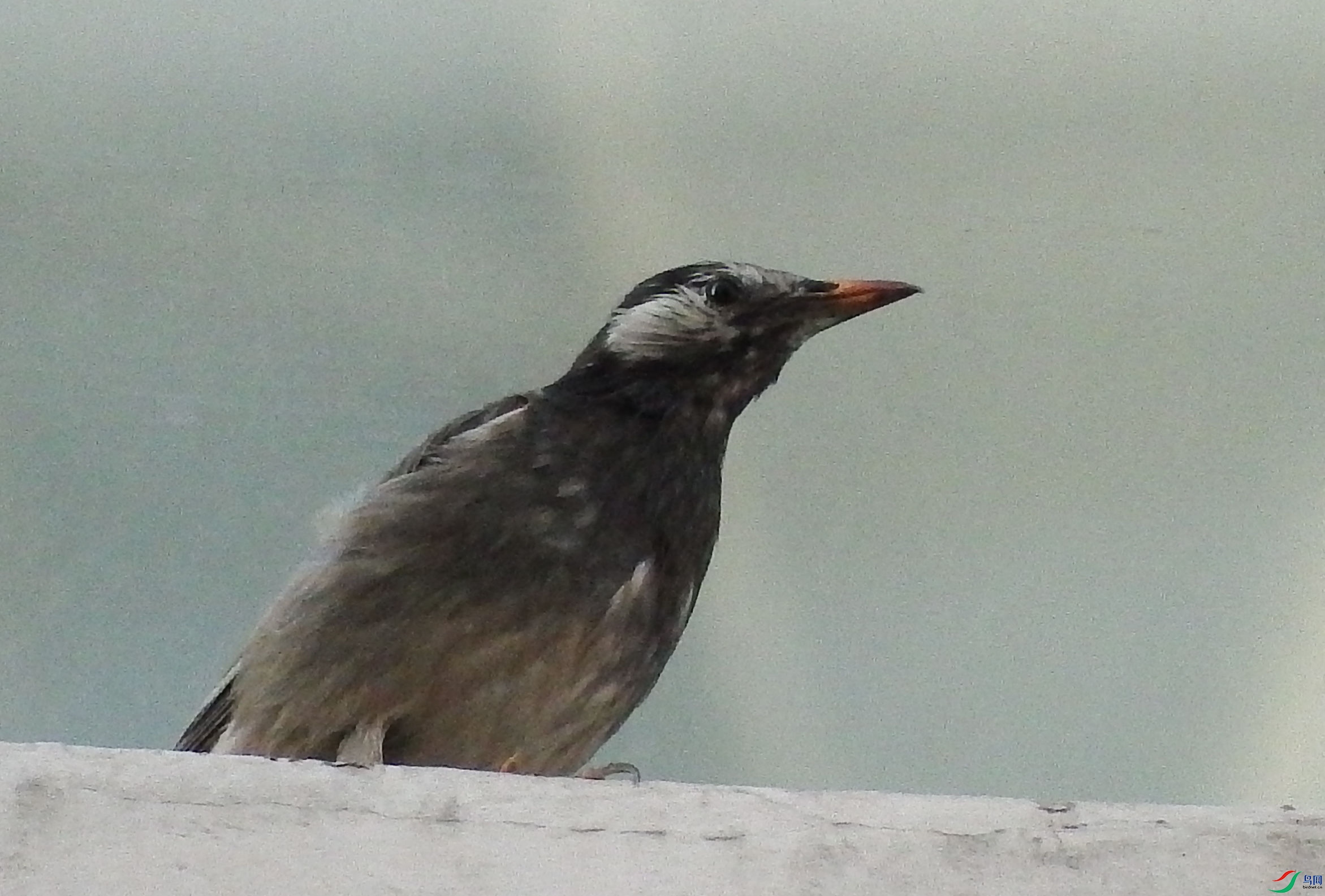 DSCF3145_����.jpg