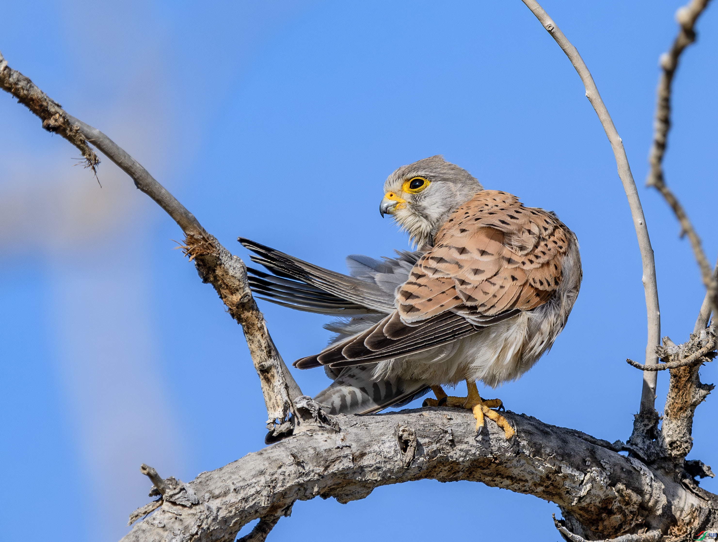 DSC_4505-����ǿ-NR ����.jpg