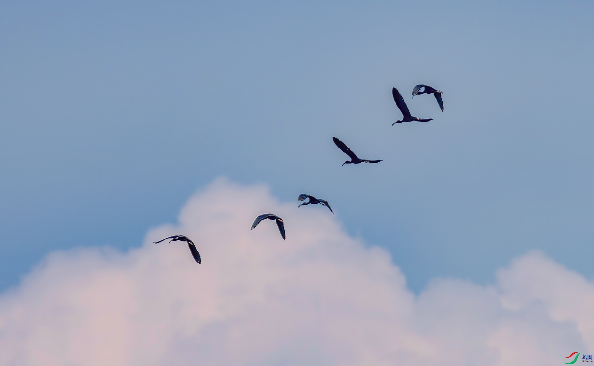 060A9862 ����-Sh---1 .jpg