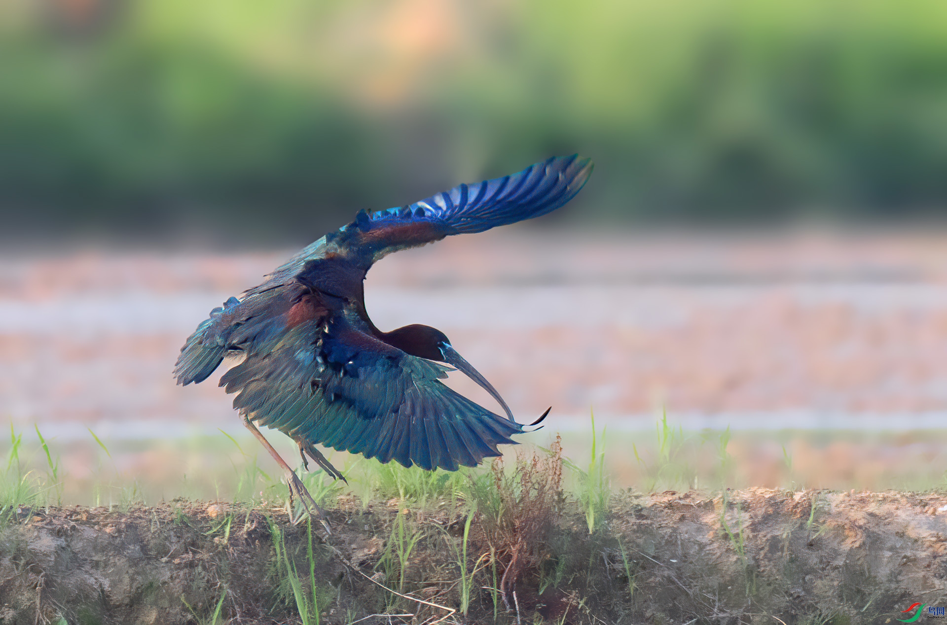 060A5606 ����-Sha----1 .jpg