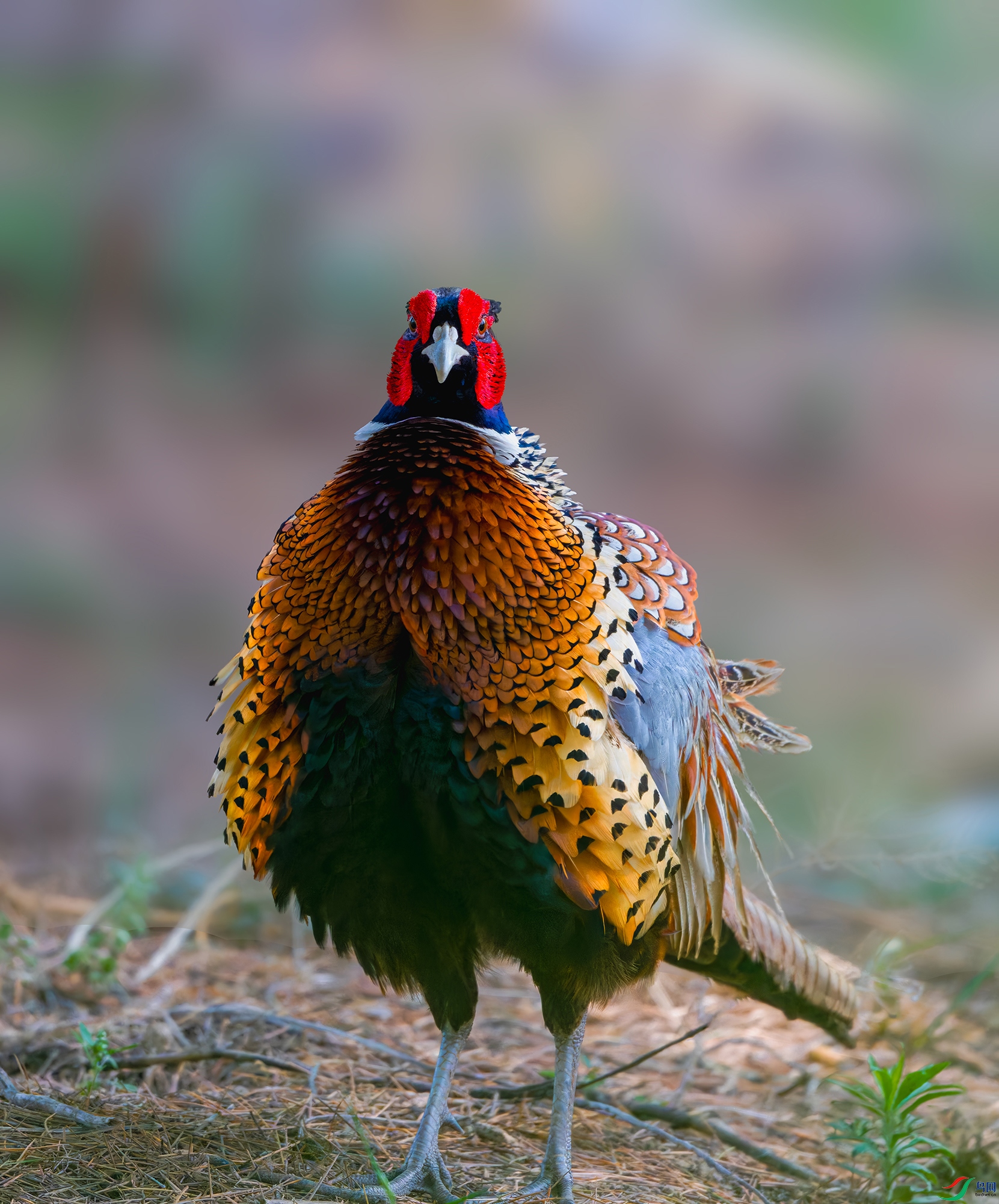 _DSC2173-DxO_С��ˮӡ.jpg