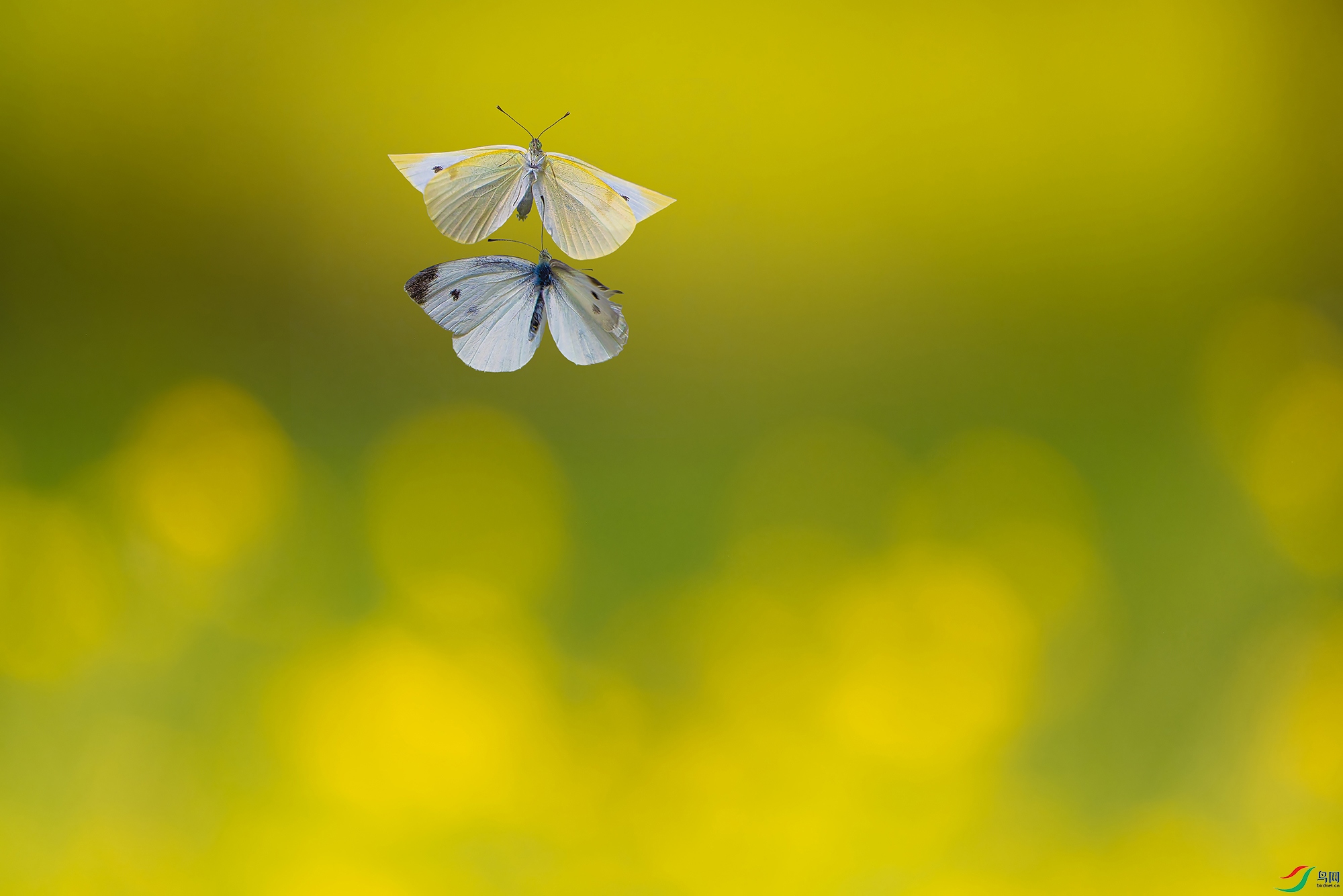 _DSC6110-NEF_DxO_С��ˮӡ.jpg
