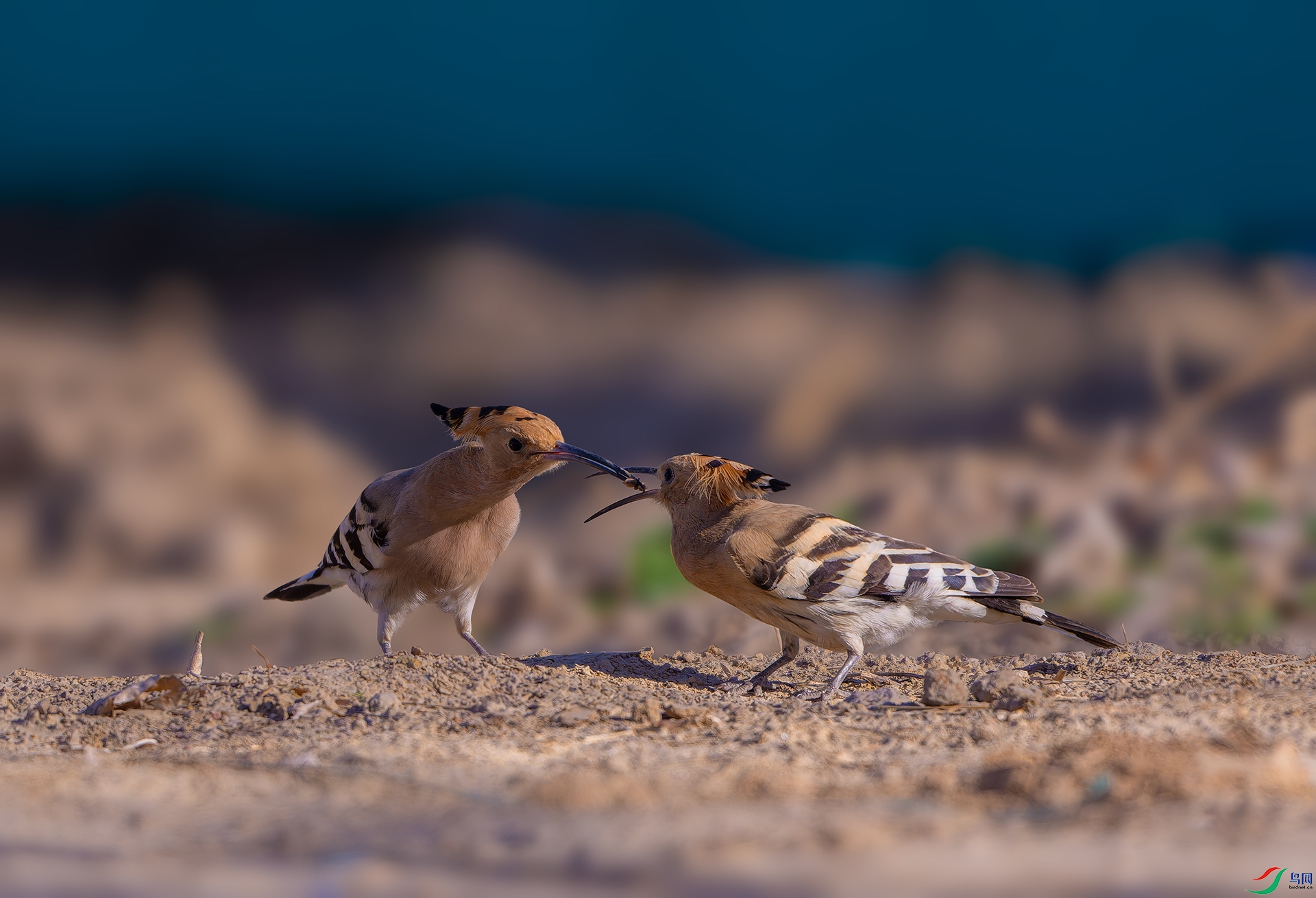 _DSC6783-NEF_DxO_С��ˮӡ.jpg