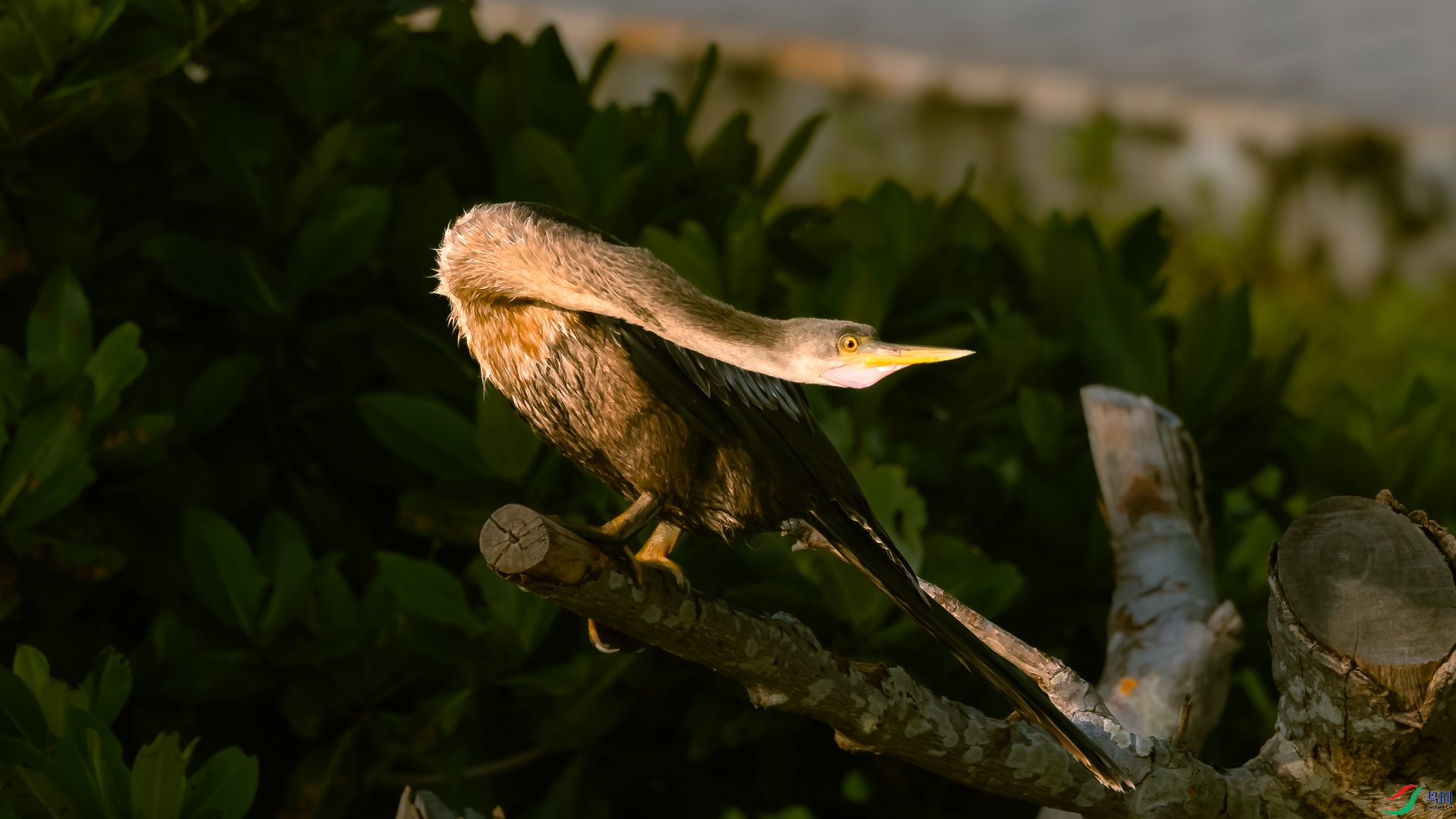 DSC_4672-����ǿ-NR_1.jpg