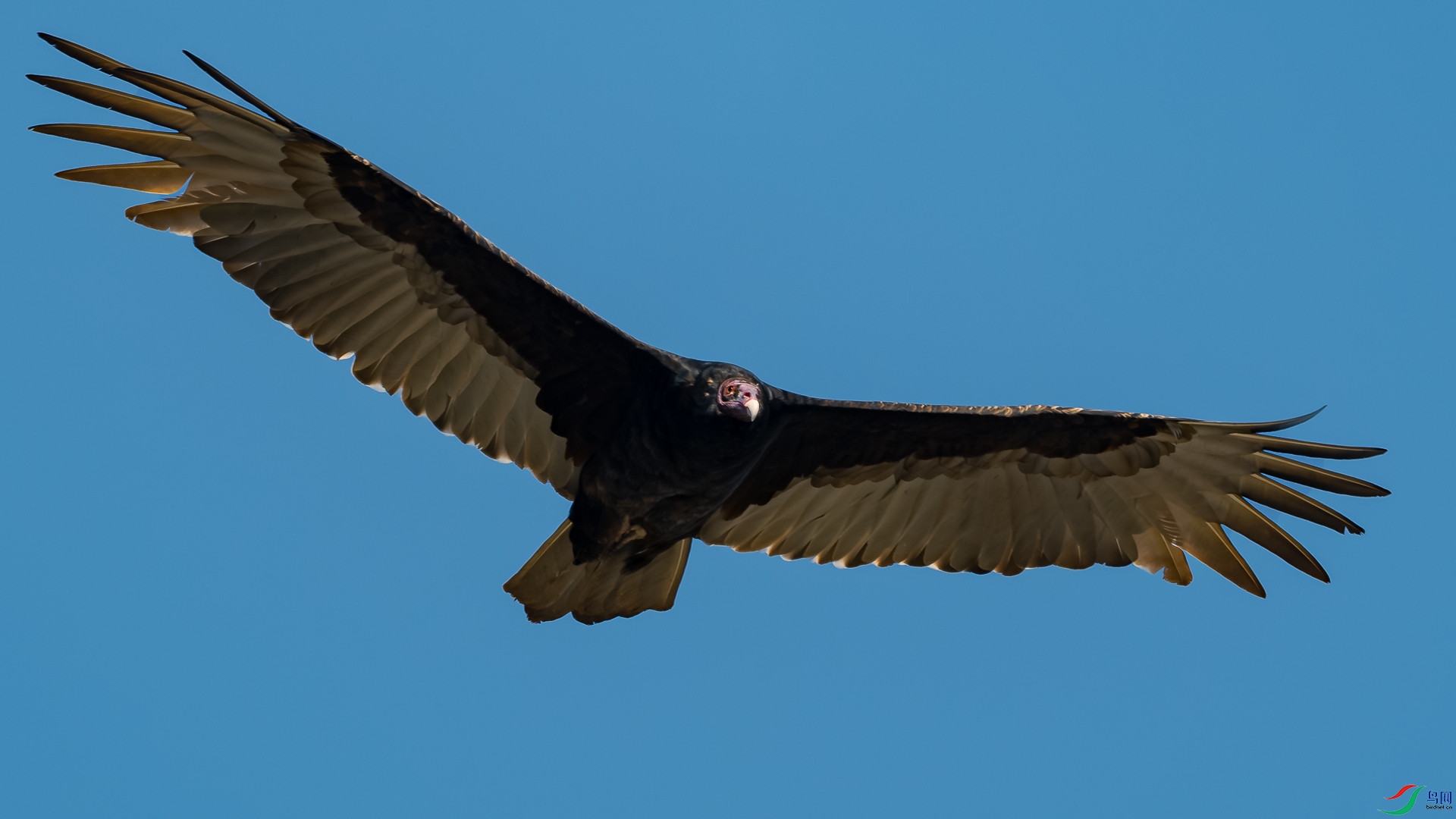 DSC_7157-����ǿ-NR_1.jpg