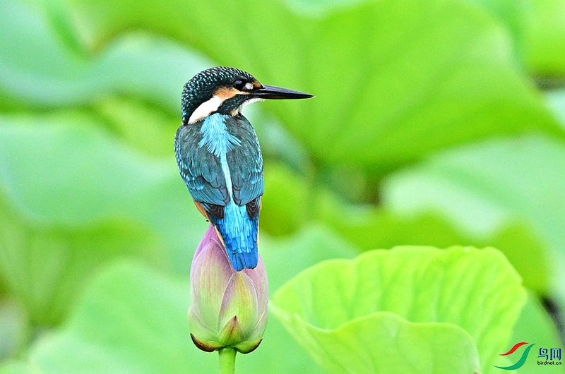 DSC_0086.JPG