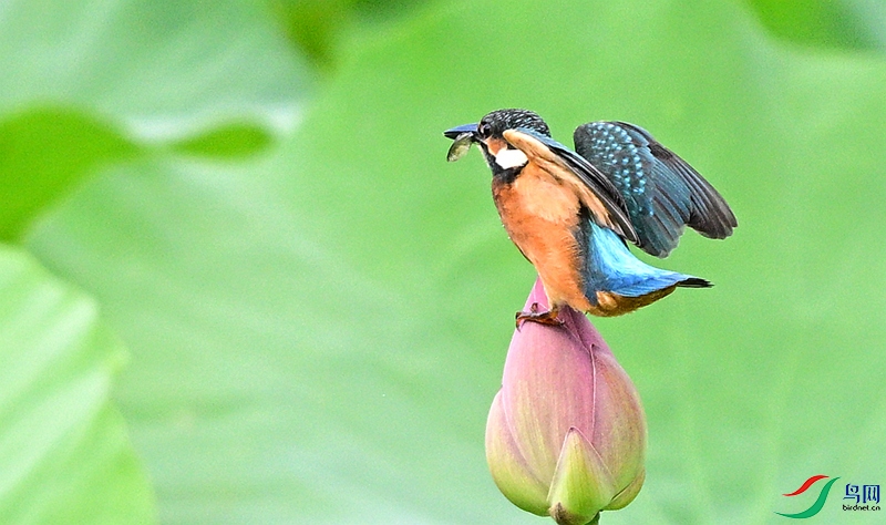 DSC_0439.JPG