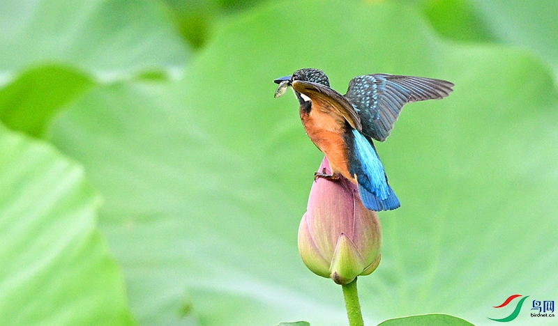 DSC_0440.JPG