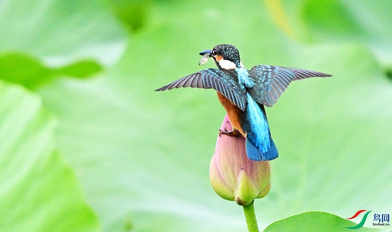 DSC_0445.JPG