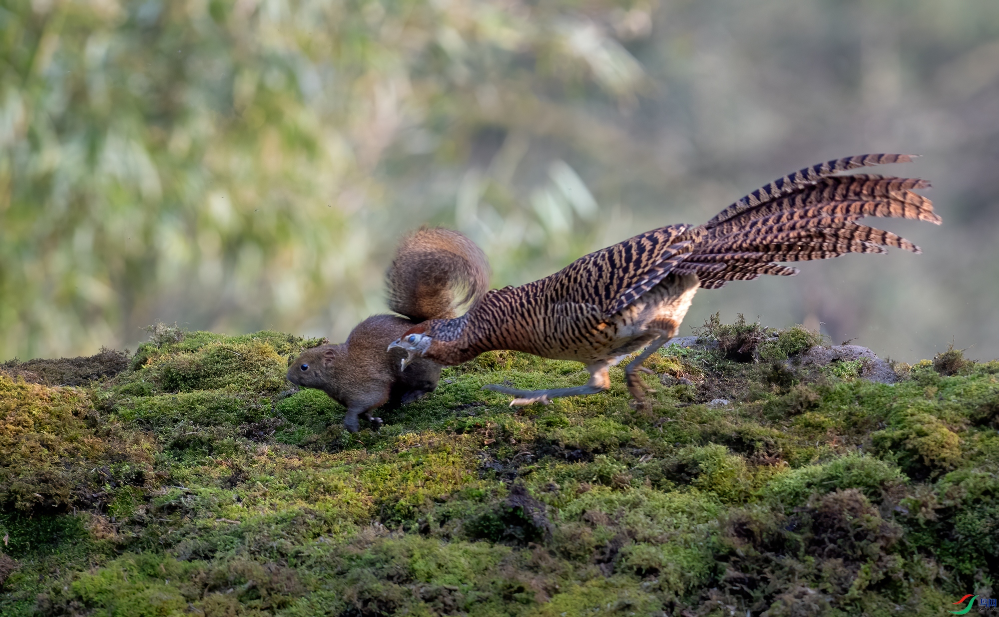 DSC_8118-11.jpg