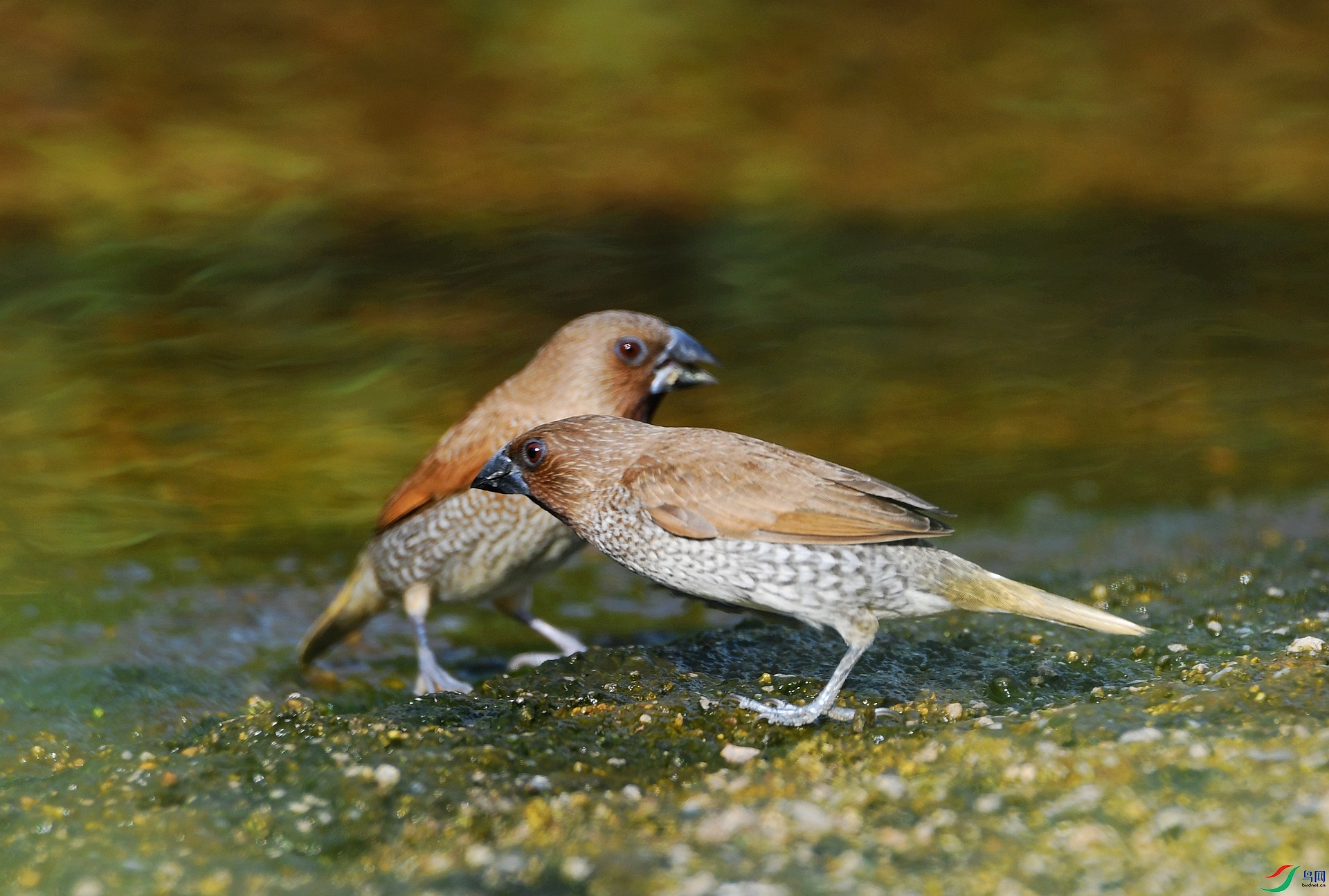 DSC_6493.jpg