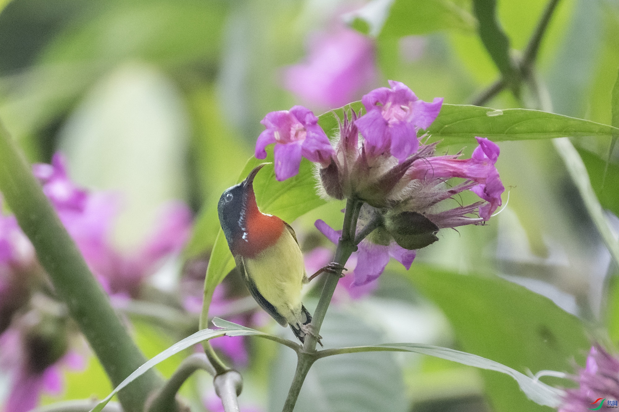DSC_6553.jpg