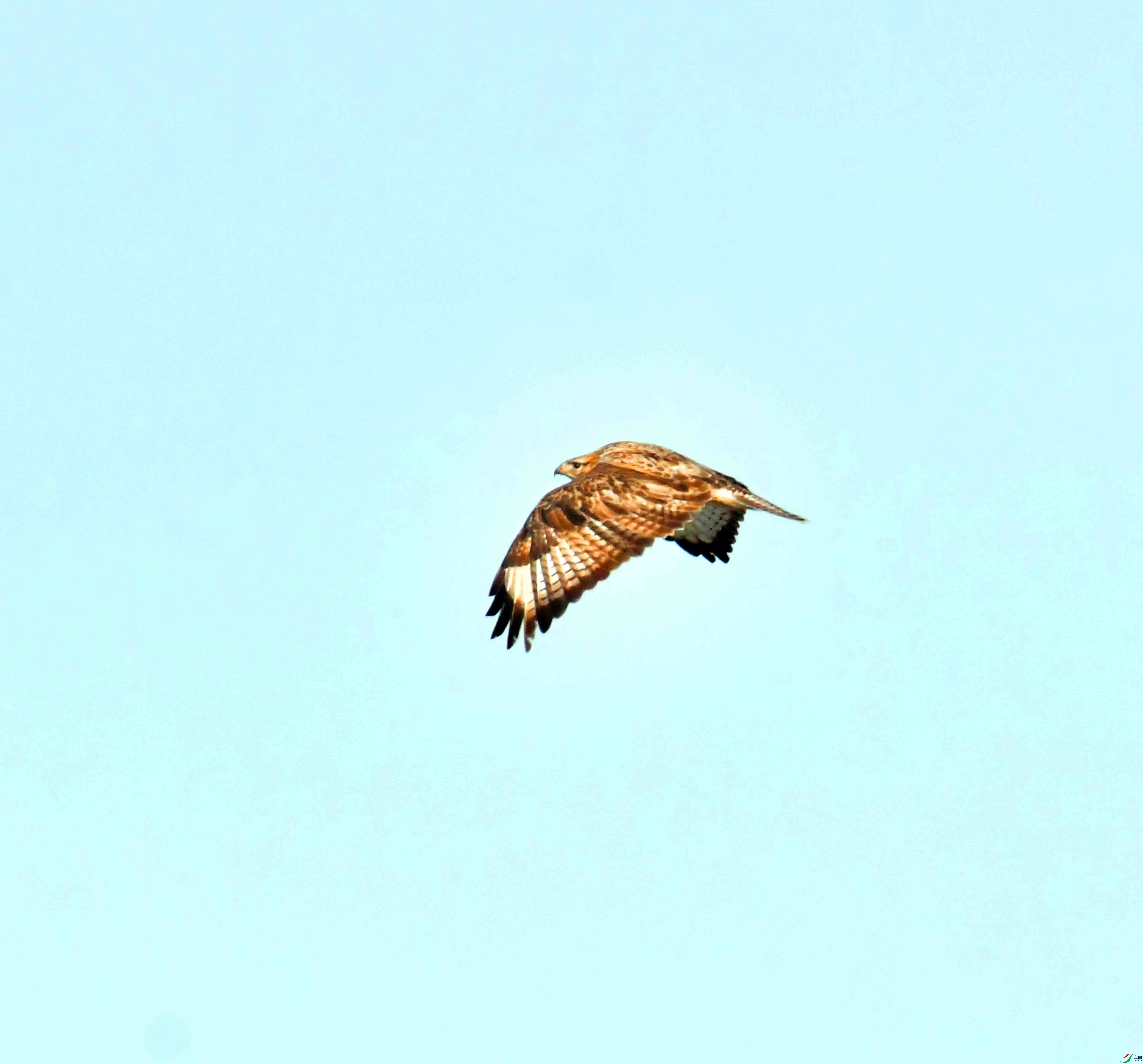 DSC_2113.JPG