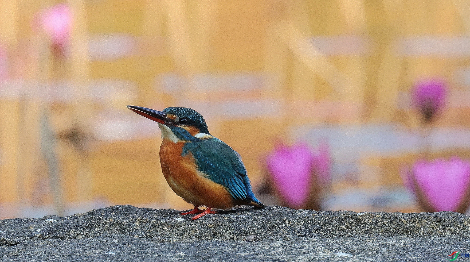 ������С��