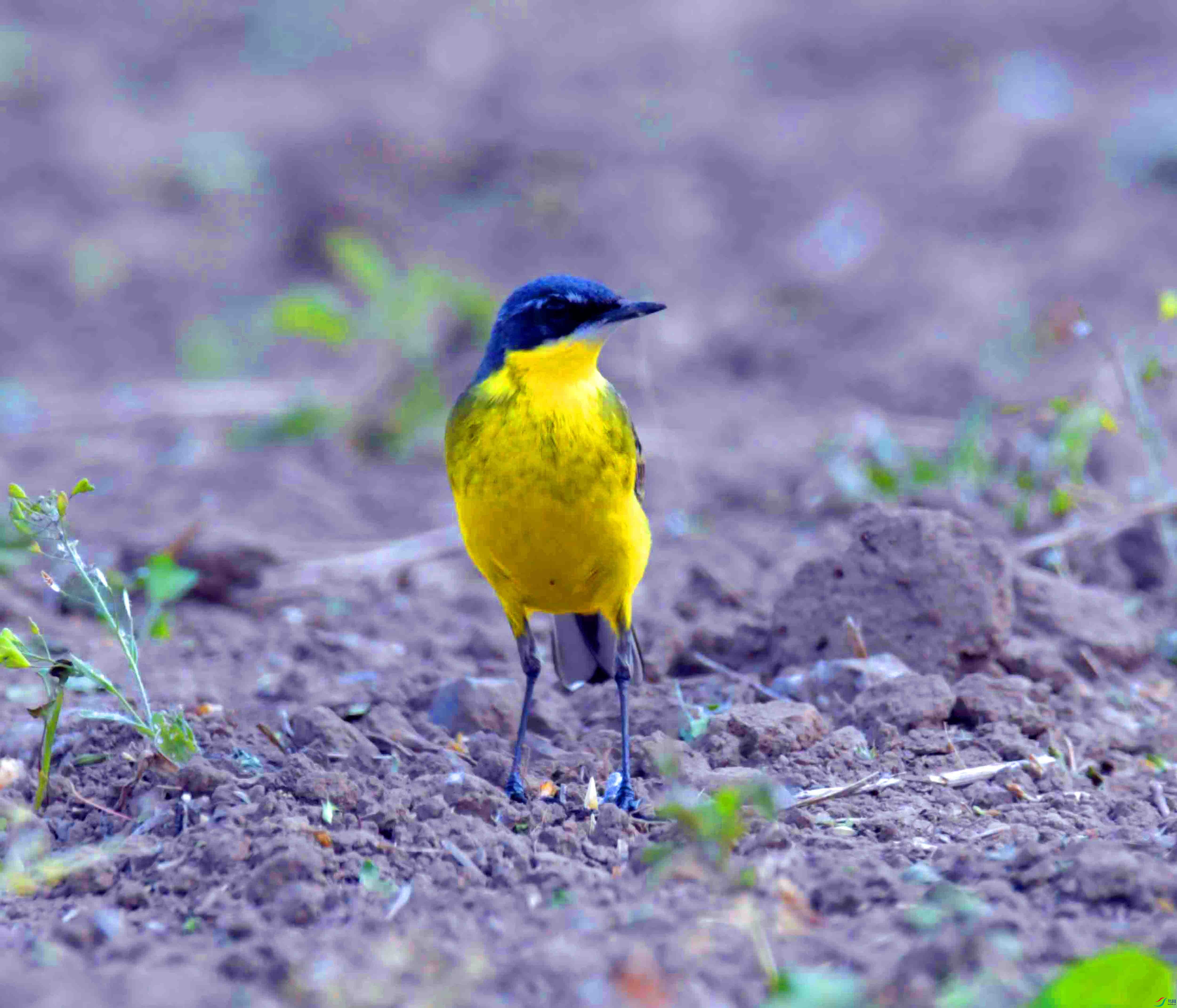 DSC_1670.JPG