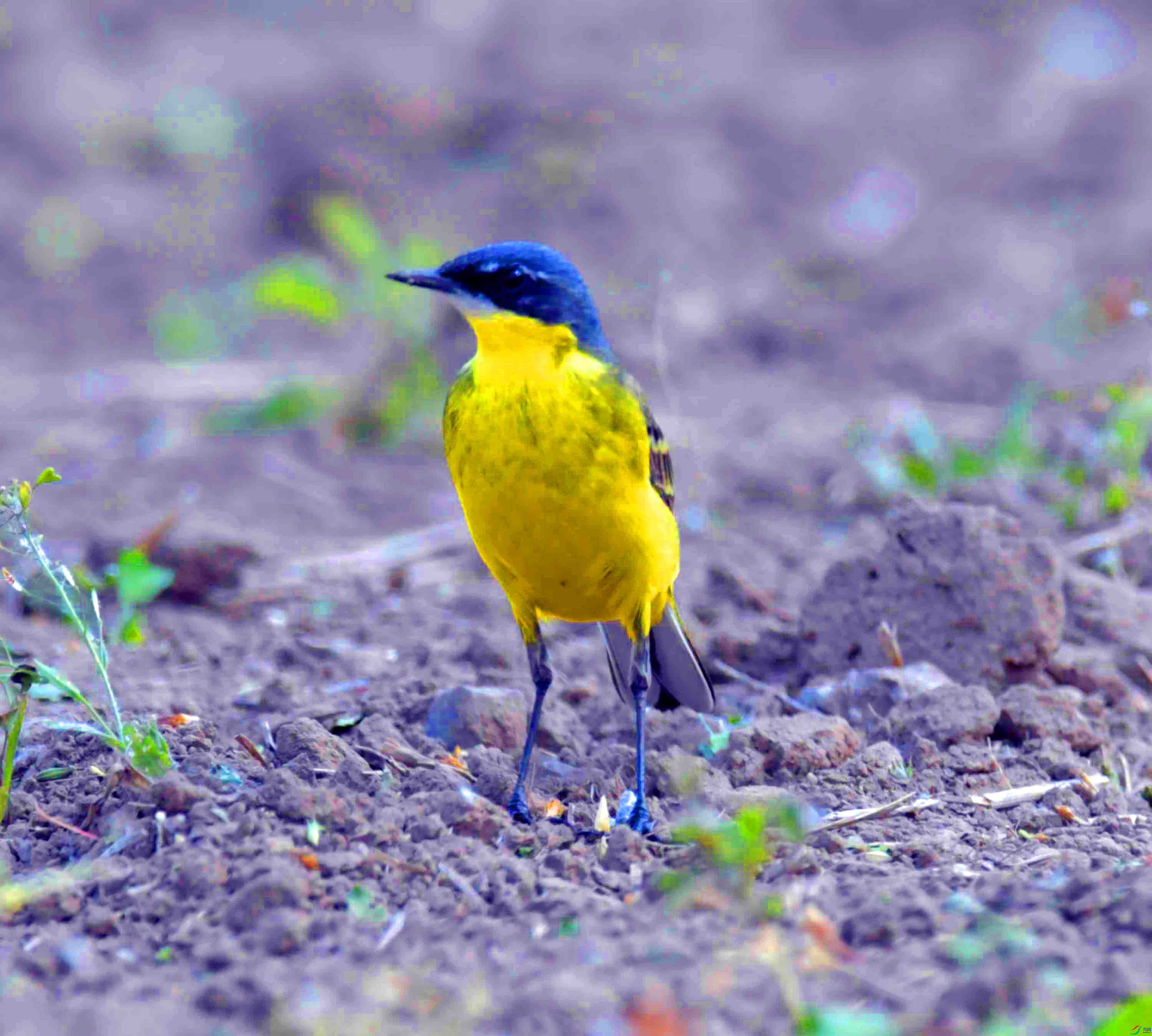 DSC_1669.JPG