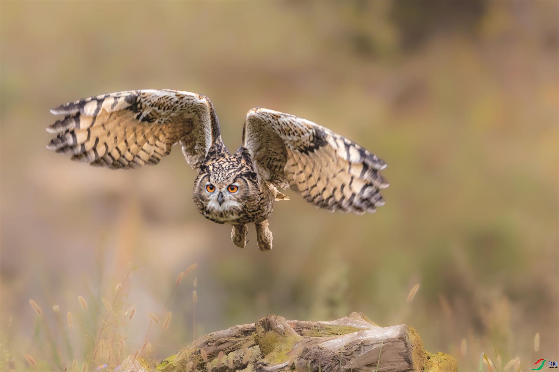 2021���^ 640.jpg