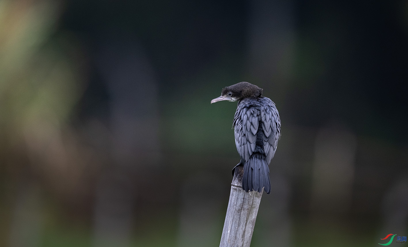 DSC_3301 ����.jpg