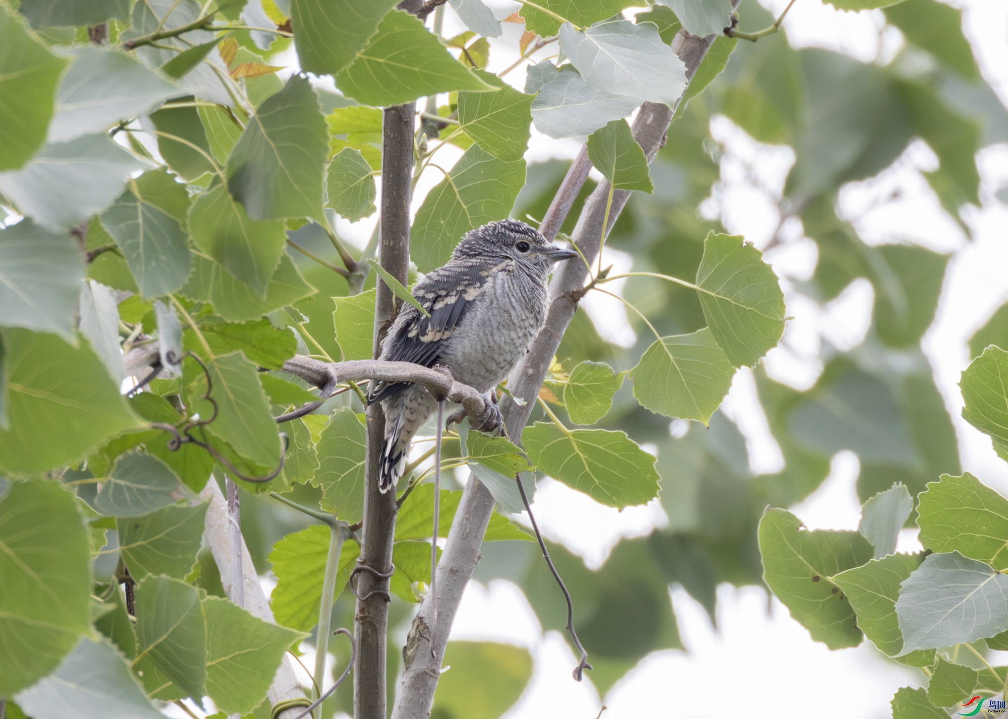 2I1A0675-����ǿ-NR ����.jpg