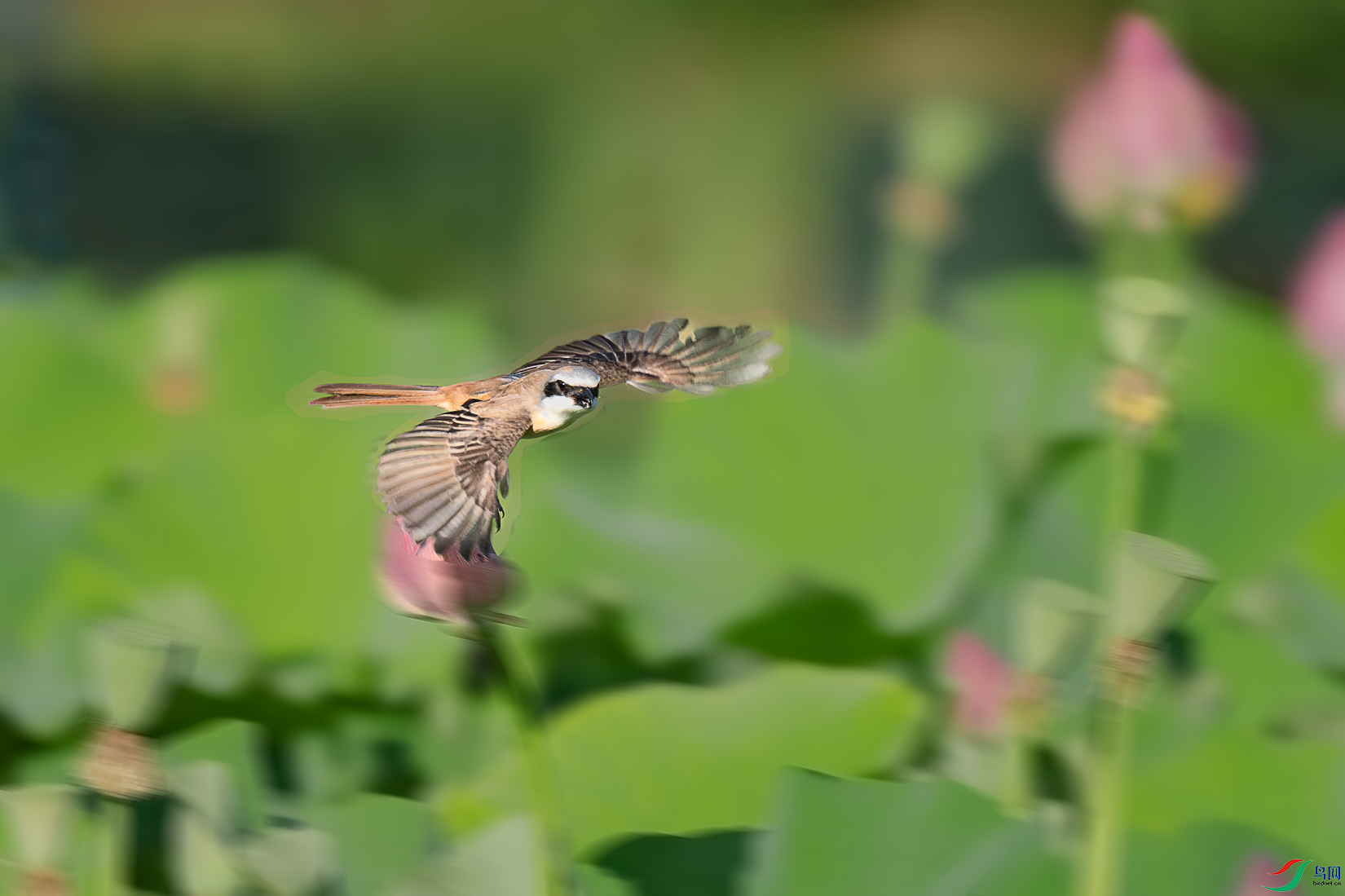 _DSC2266-����ǿ-NR.PNG