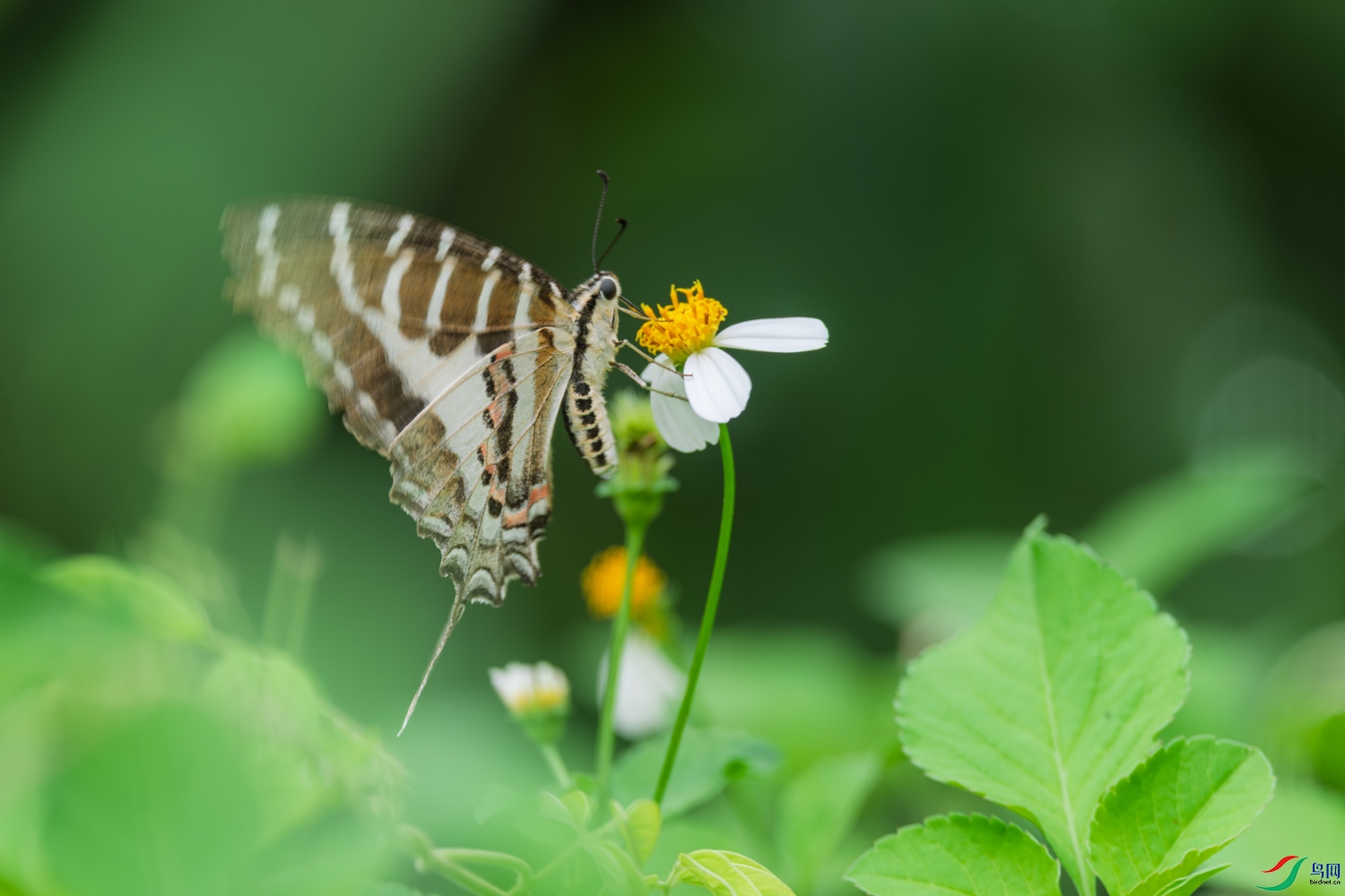 DSC_7768_1.JPG