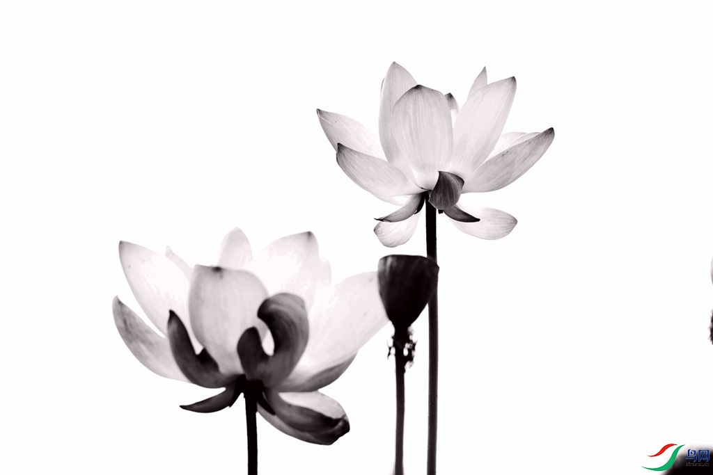 �ڰ׺ɻ�1       3910.jpg