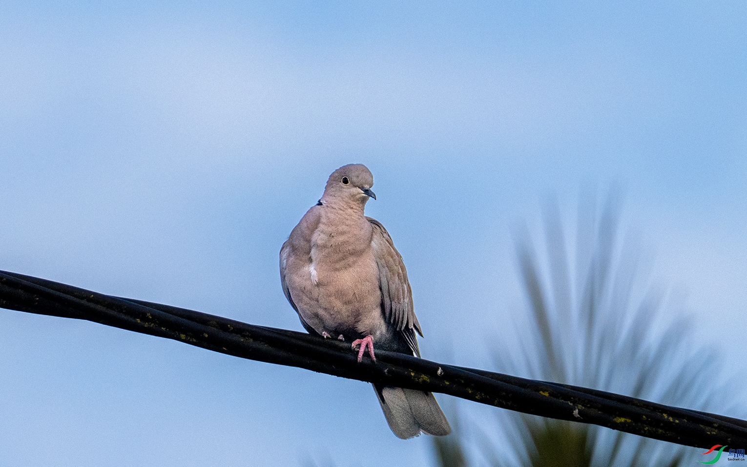 P5170275�Ұ��.jpg